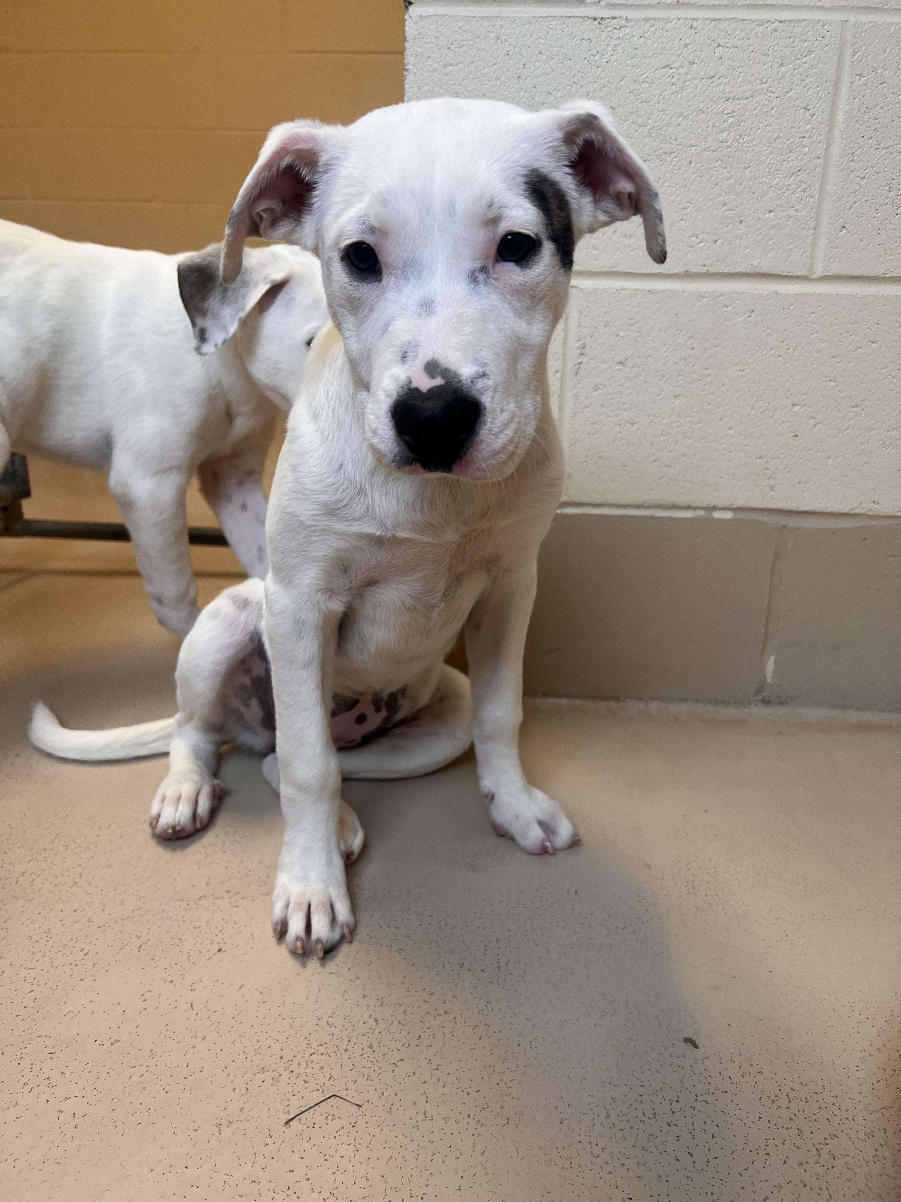 Mary, a Adoptable mixed breed in Saluda, VA image 6/10