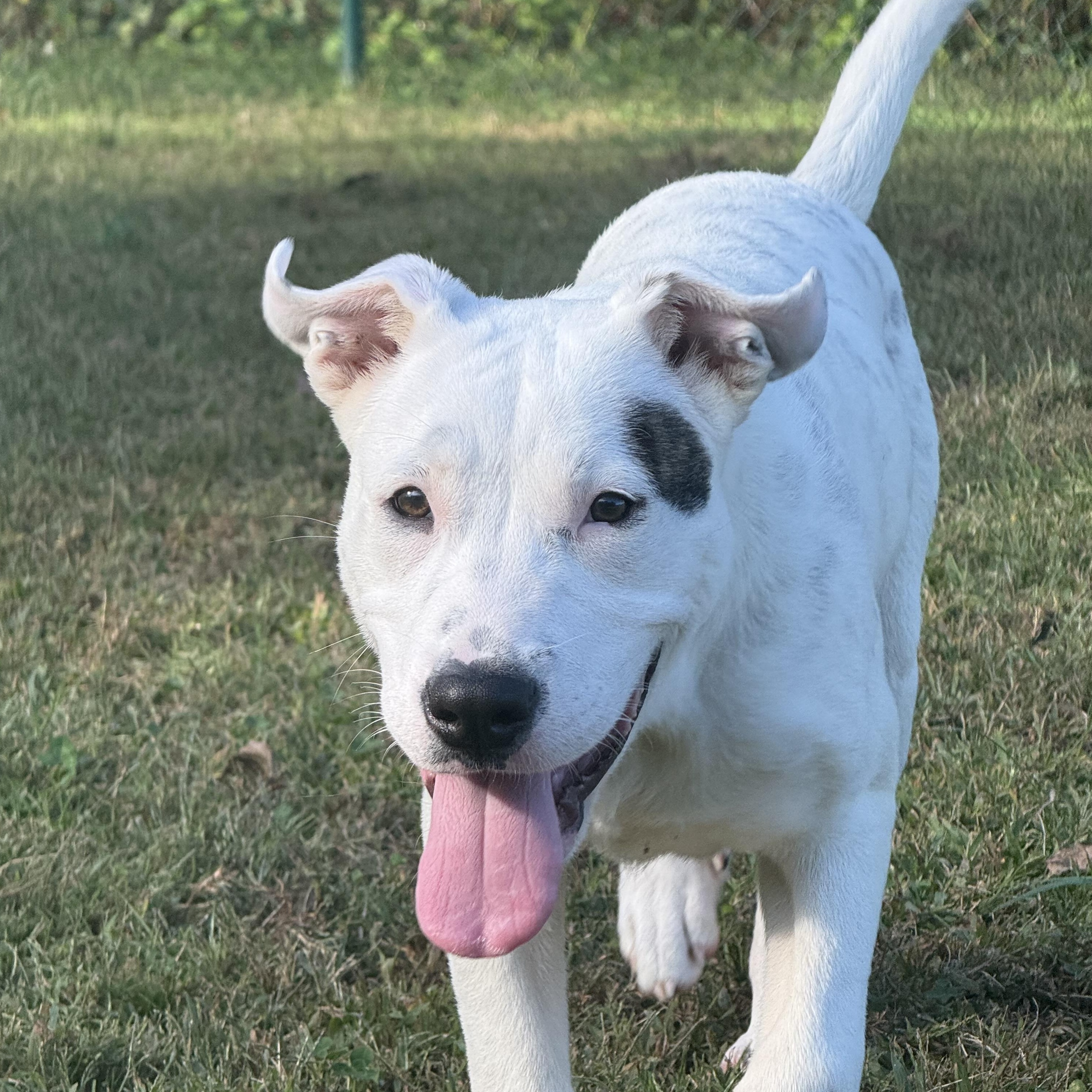 Mary, a Adoptable mixed breed in Saluda, VA image 2/10