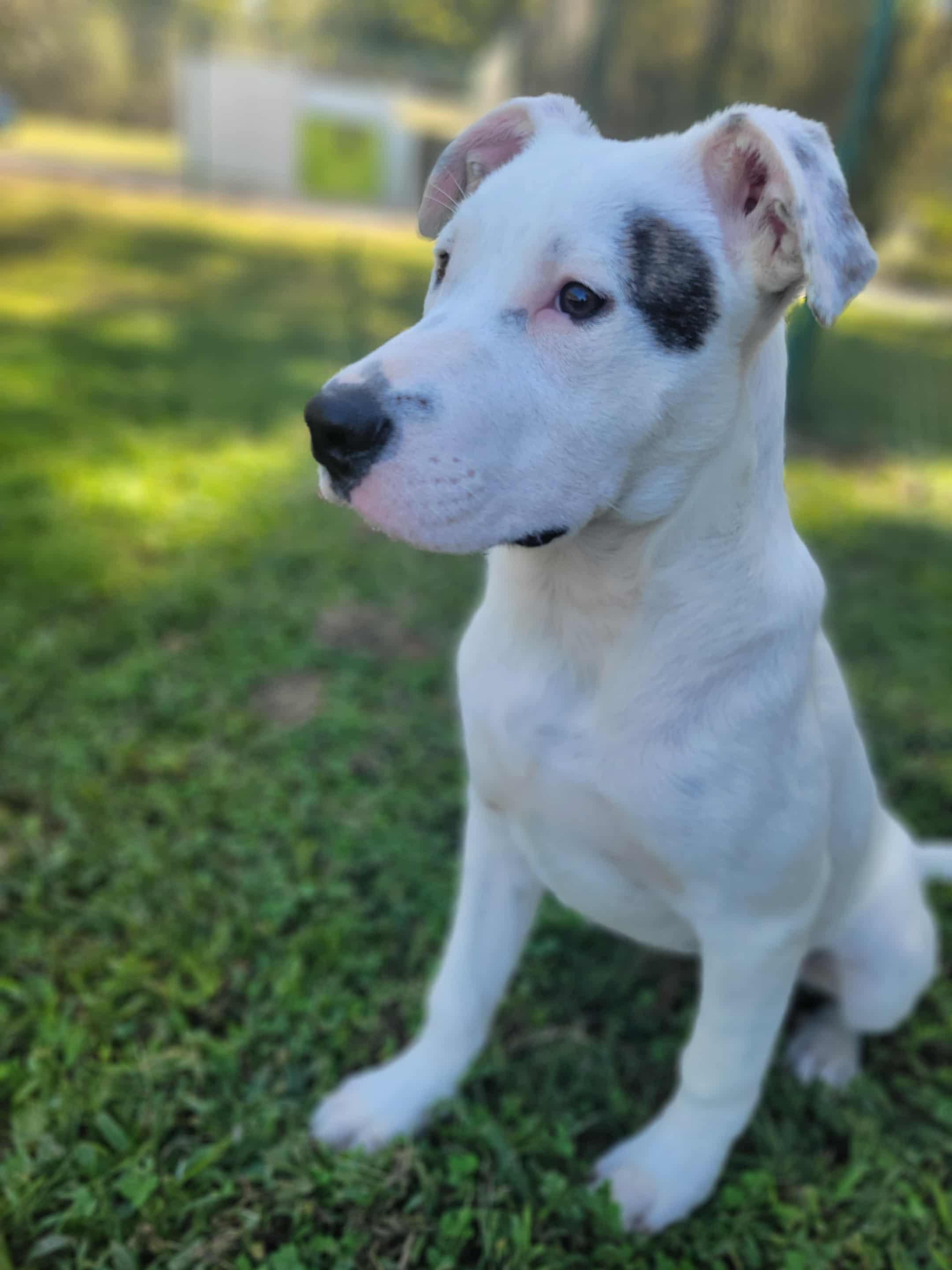 Enlarge Mary, a Adoptable mixed breed in Saluda, VA image 7/10