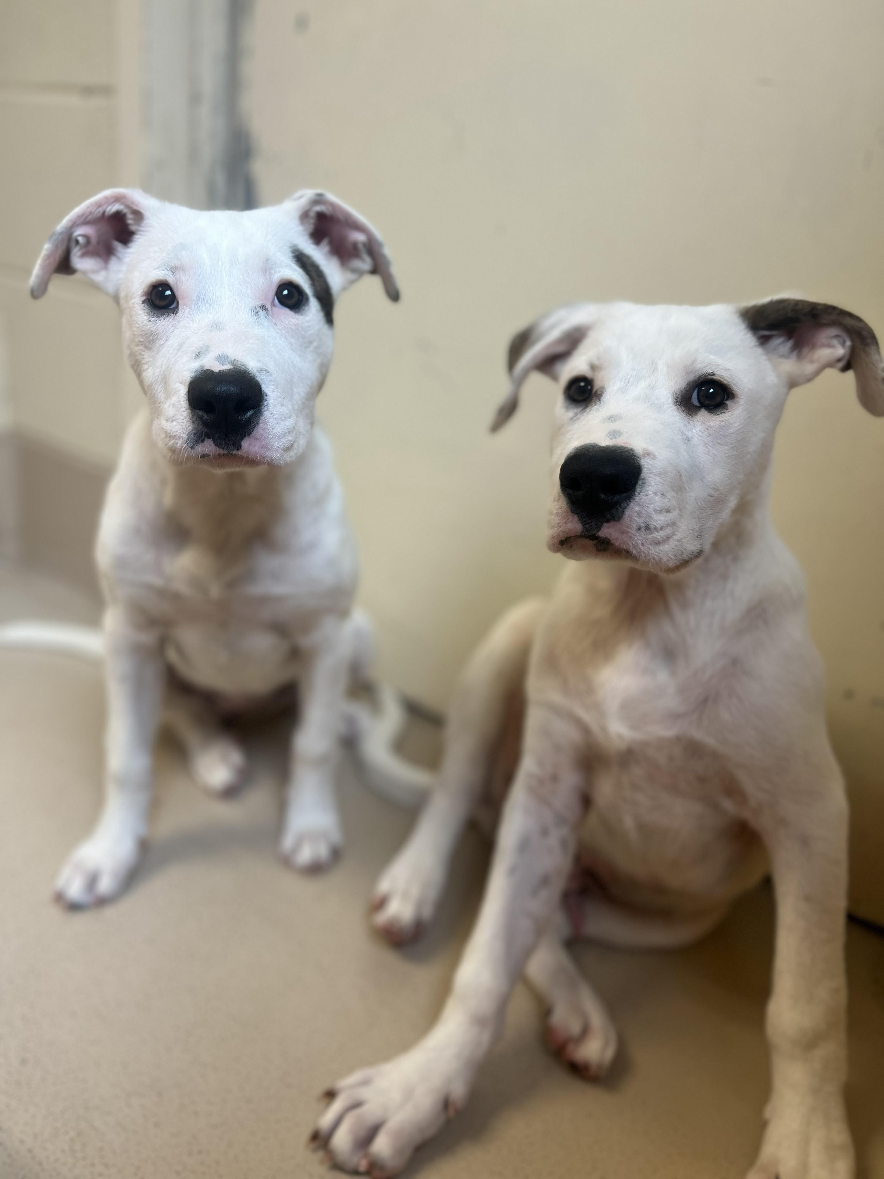 Mary, a Adoptable mixed breed in Saluda, VA image 3/10