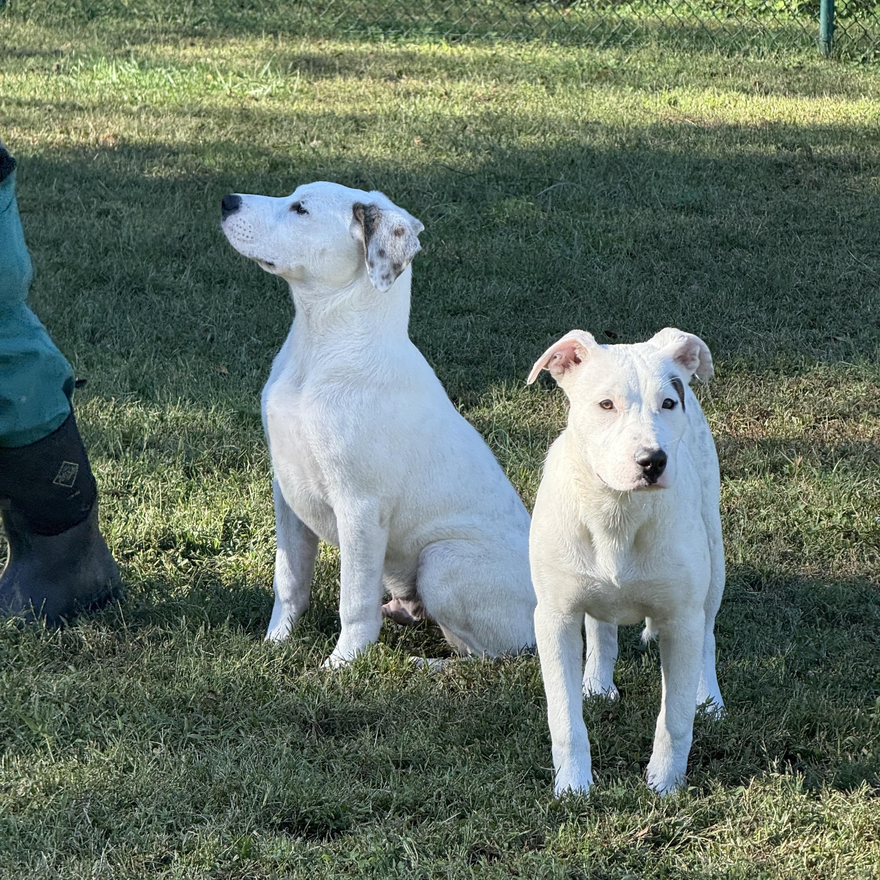 Mary, a Adoptable mixed breed in Saluda, VA image 4/10