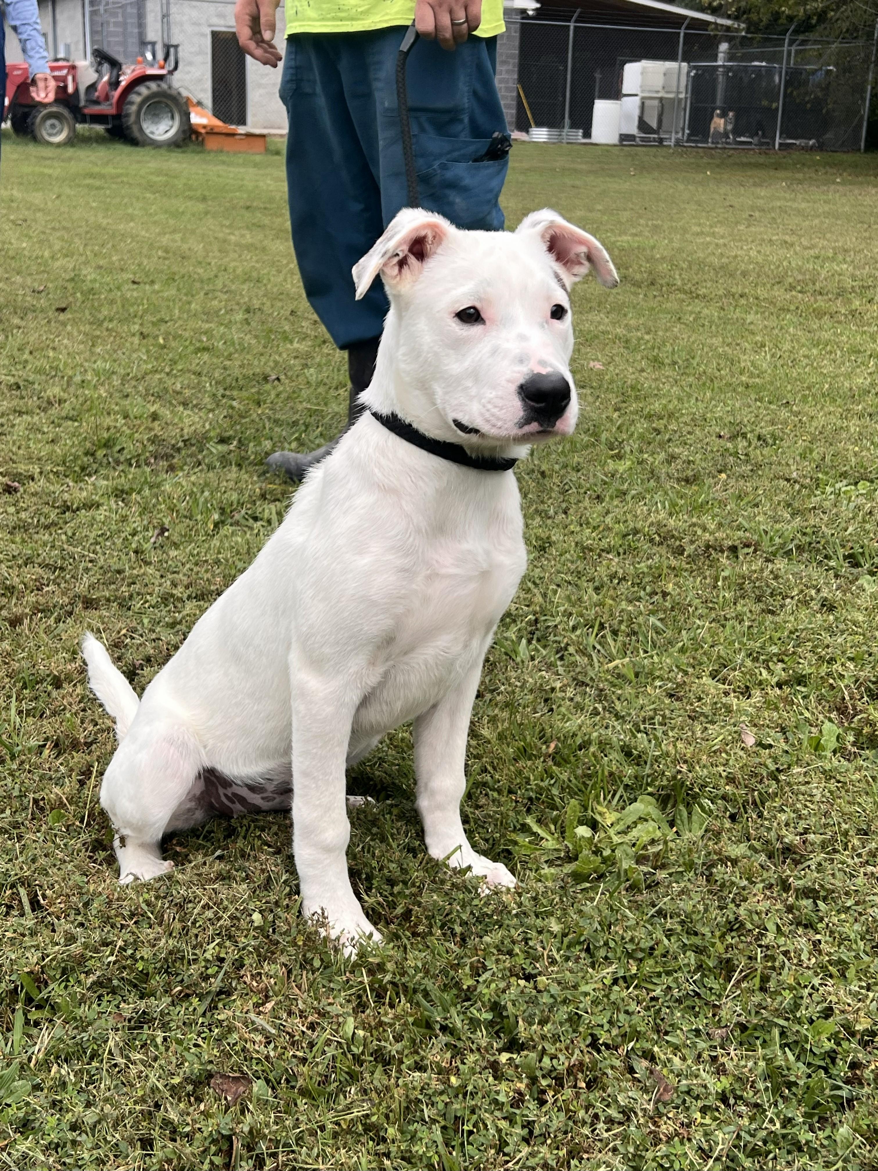 Enlarge Mary, a Adoptable mixed breed in Saluda, VA image 8/10