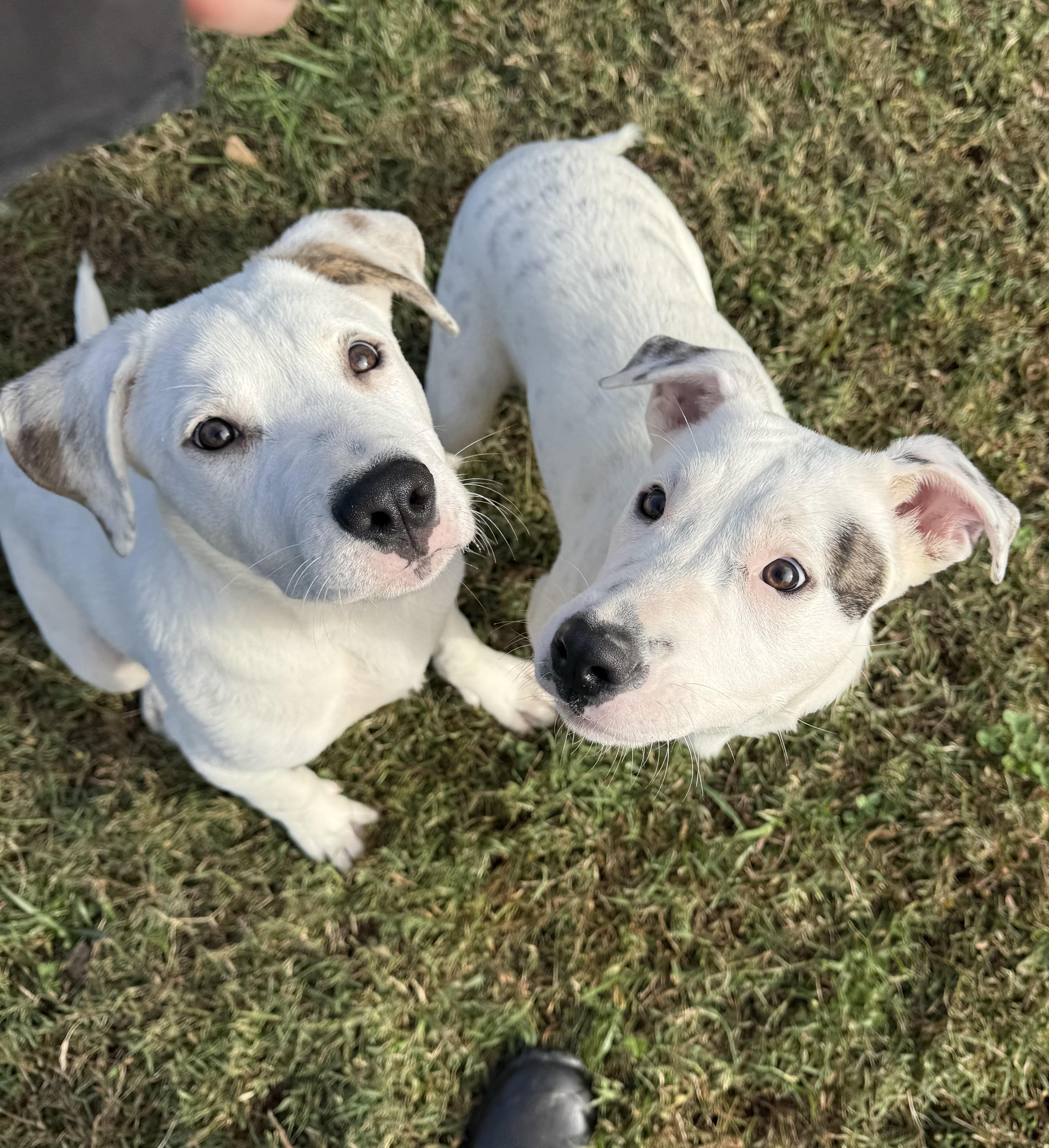 Enlarge Mary, a Adoptable mixed breed in Saluda, VA image 10/10