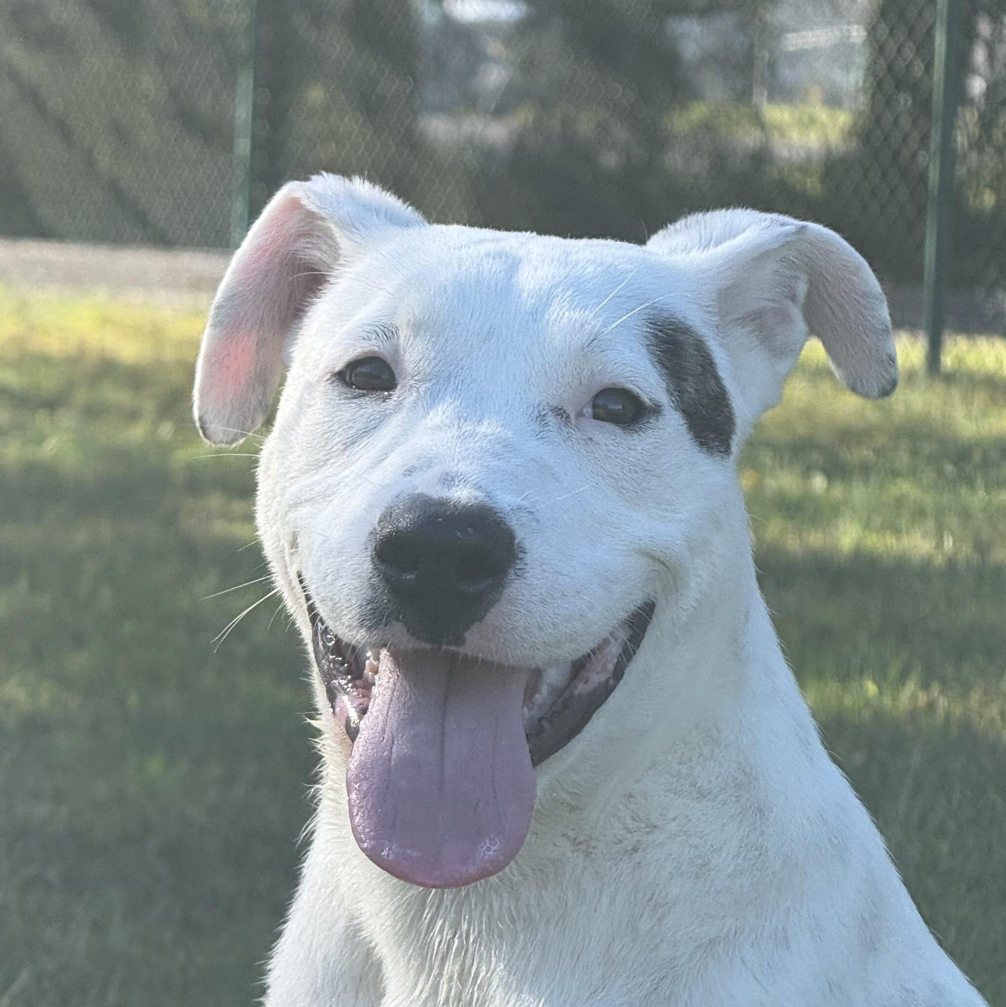 Mary, a Adoptable mixed breed in Saluda, VA image 5/10