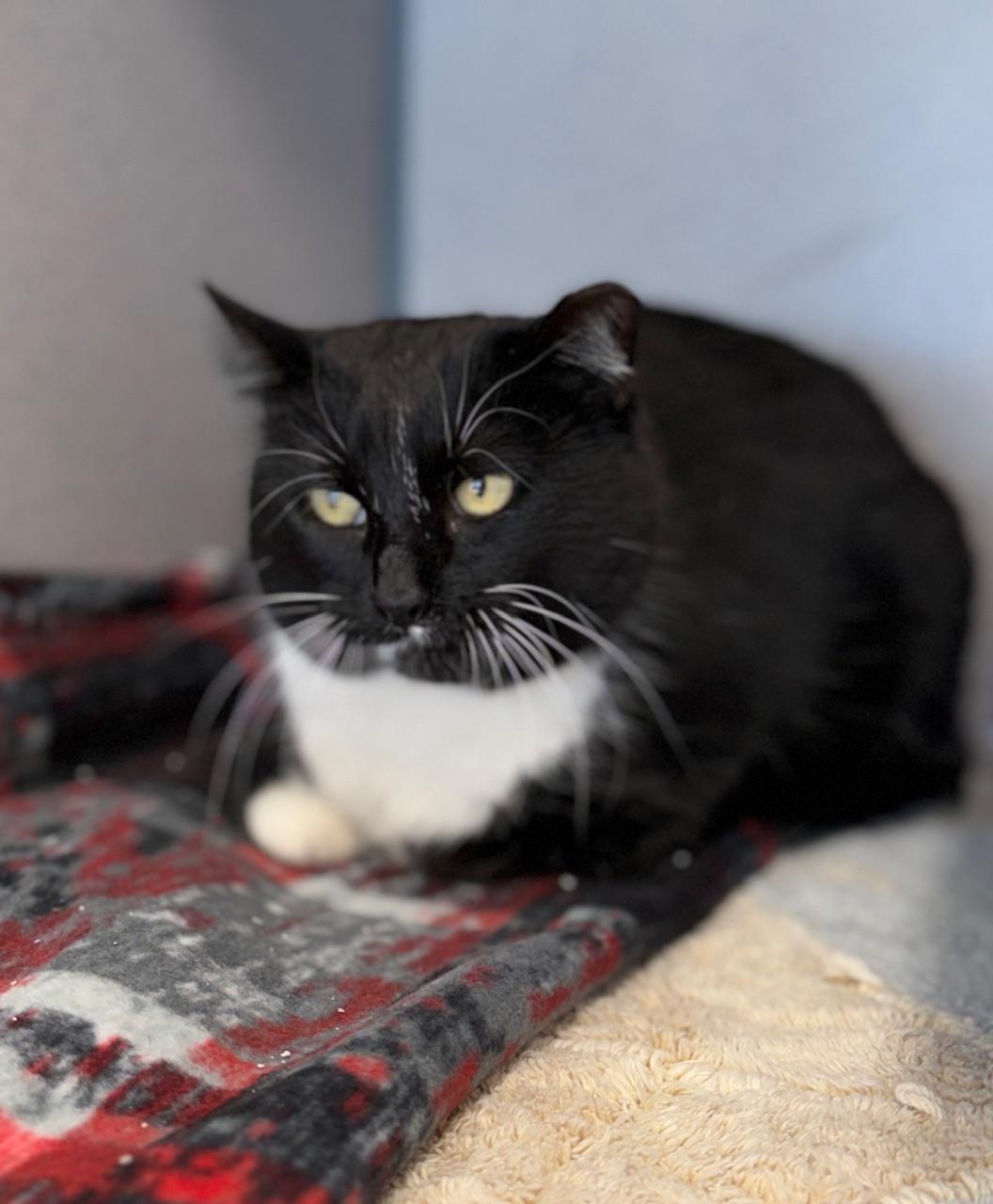 Whisper, a ADOPTABLE Domestic Short Hair in Gardnerville, NV image 3/3