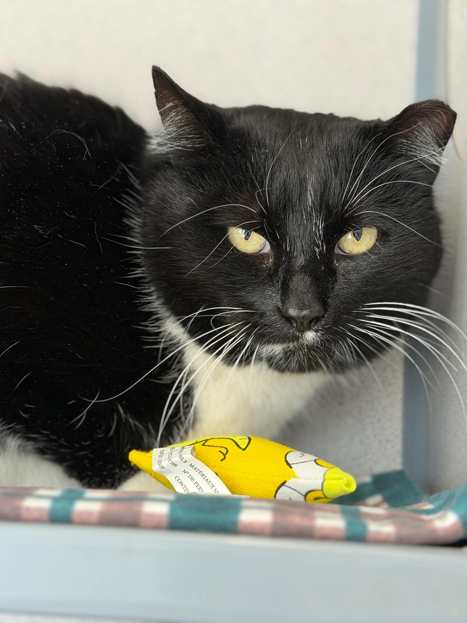Whisper, ADOPTABLE, Adult Female Domestic Short Hair.