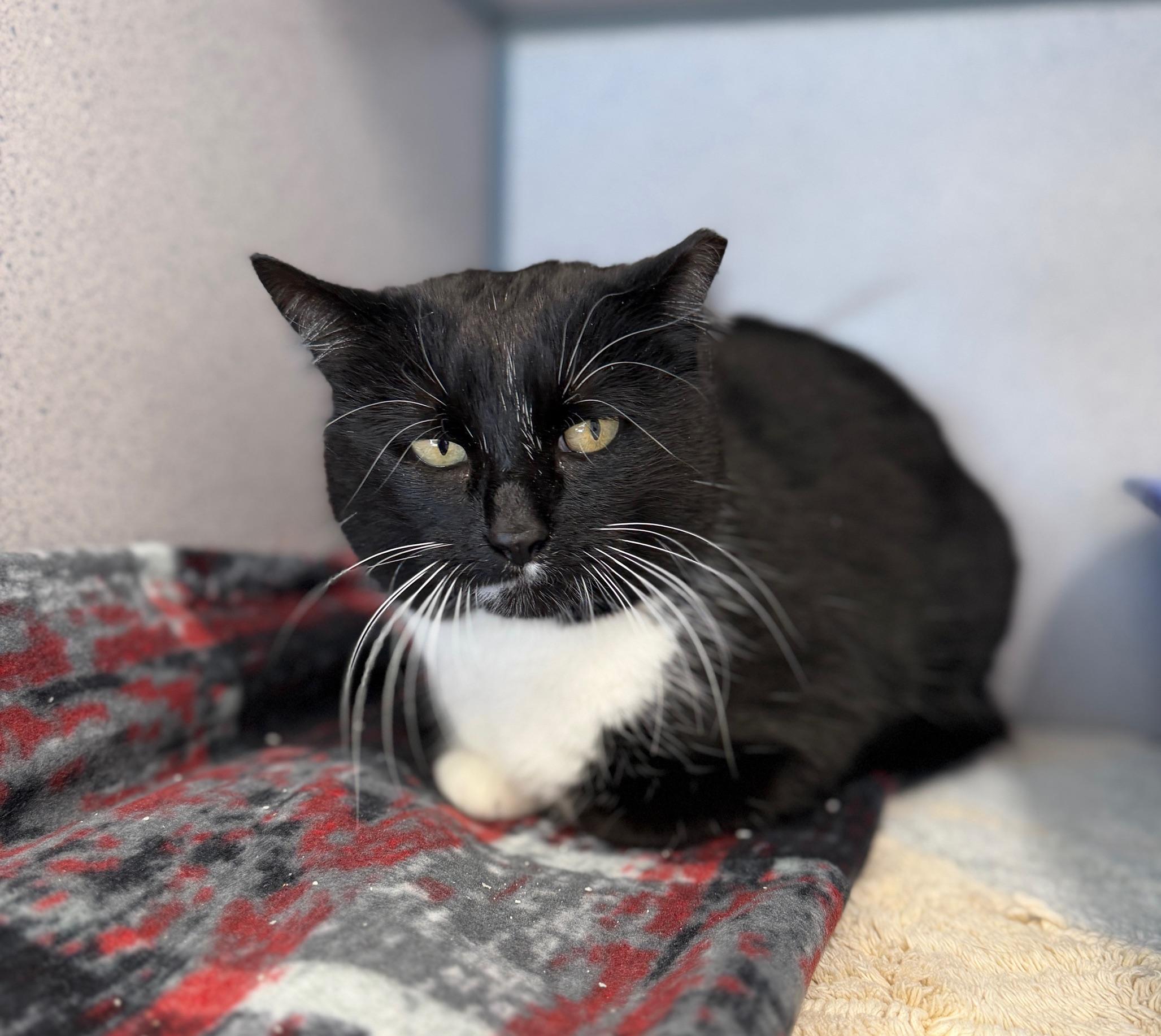 Whisper, a ADOPTABLE Domestic Short Hair in Gardnerville, NV image 2/3