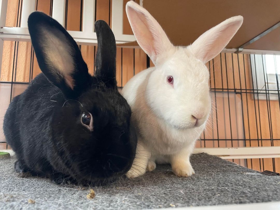 Harsha & Mouri, a Adoptable American in Coralville, IA image 1/5