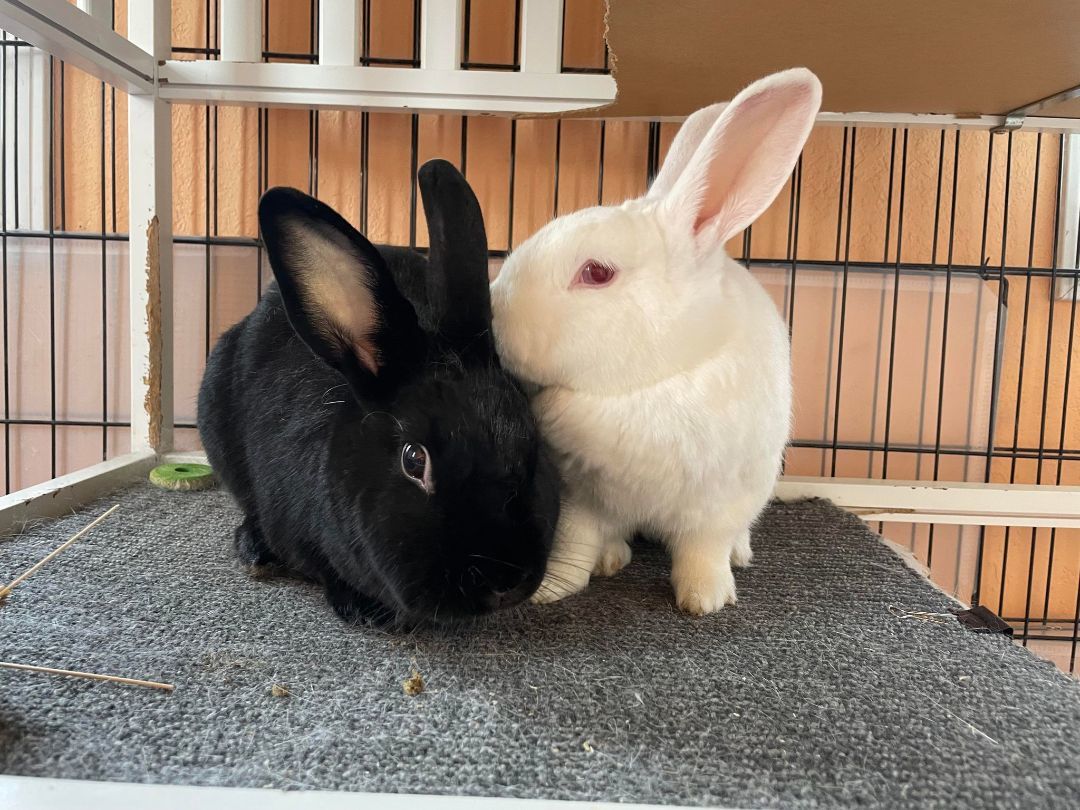 Harsha & Mouri, a Adoptable American in Coralville, IA image 2/5