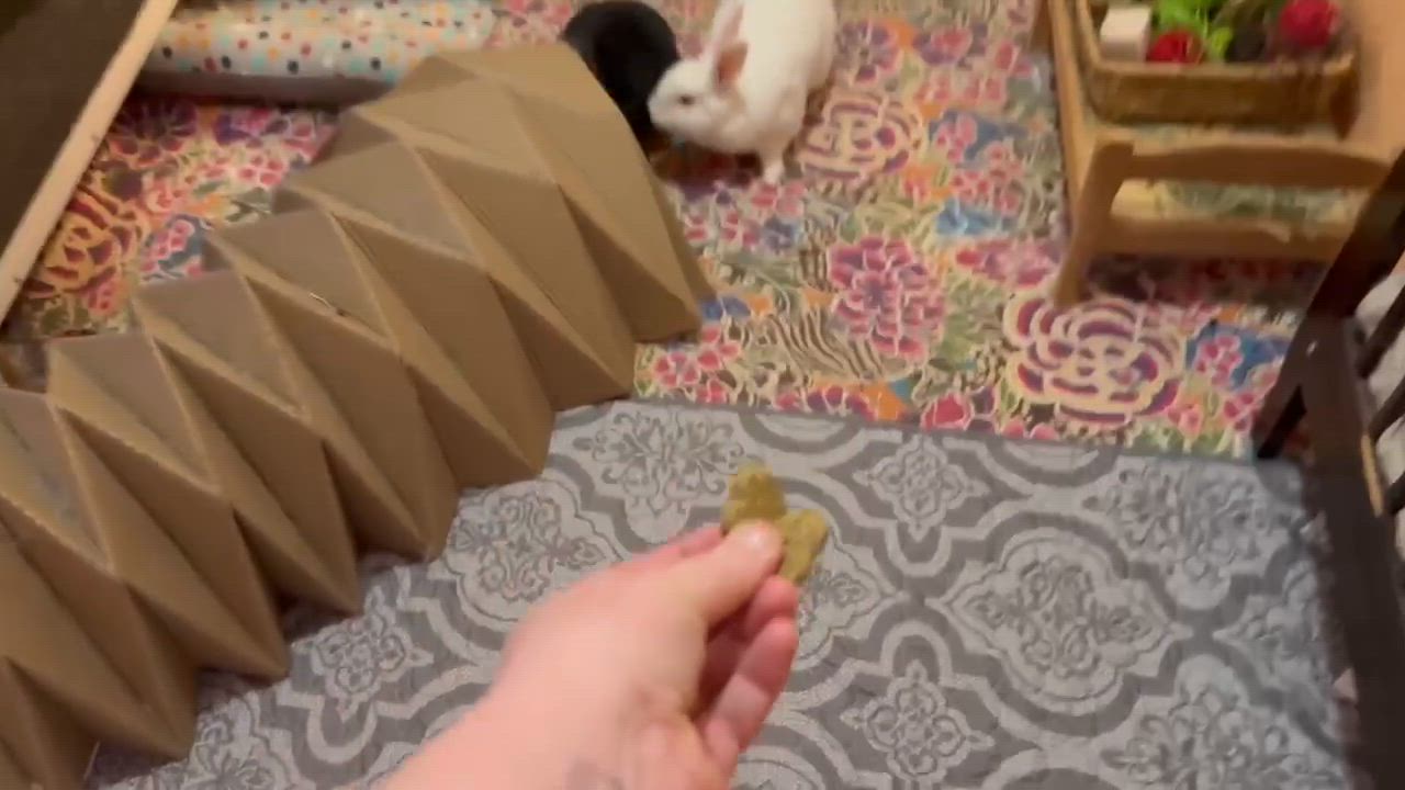 Enlarge Harsha & Mouri, a Adoptable American in Coralville, IA video 5/5