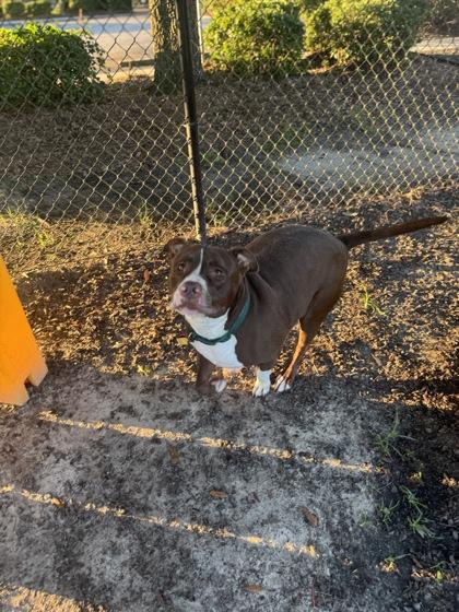 Lake, Adoptable, Adult Male Staffordshire Bull Terrier & Mixed Breed.