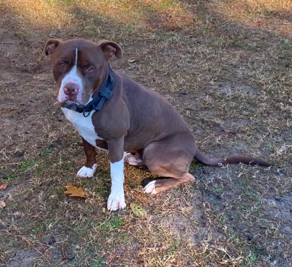Enlarge Lake, a Adoptable mixed breed in Conway, SC image 2/3