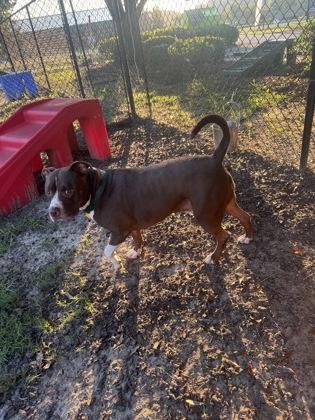 Enlarge Lake, a Adoptable mixed breed in Conway, SC image 3/3