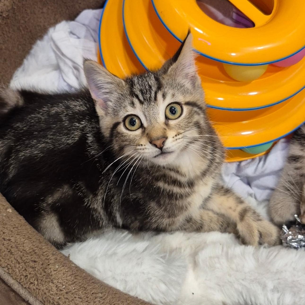Ruffnut, an adopted Domestic Short Hair in Rochester Hills, MI image 3/5