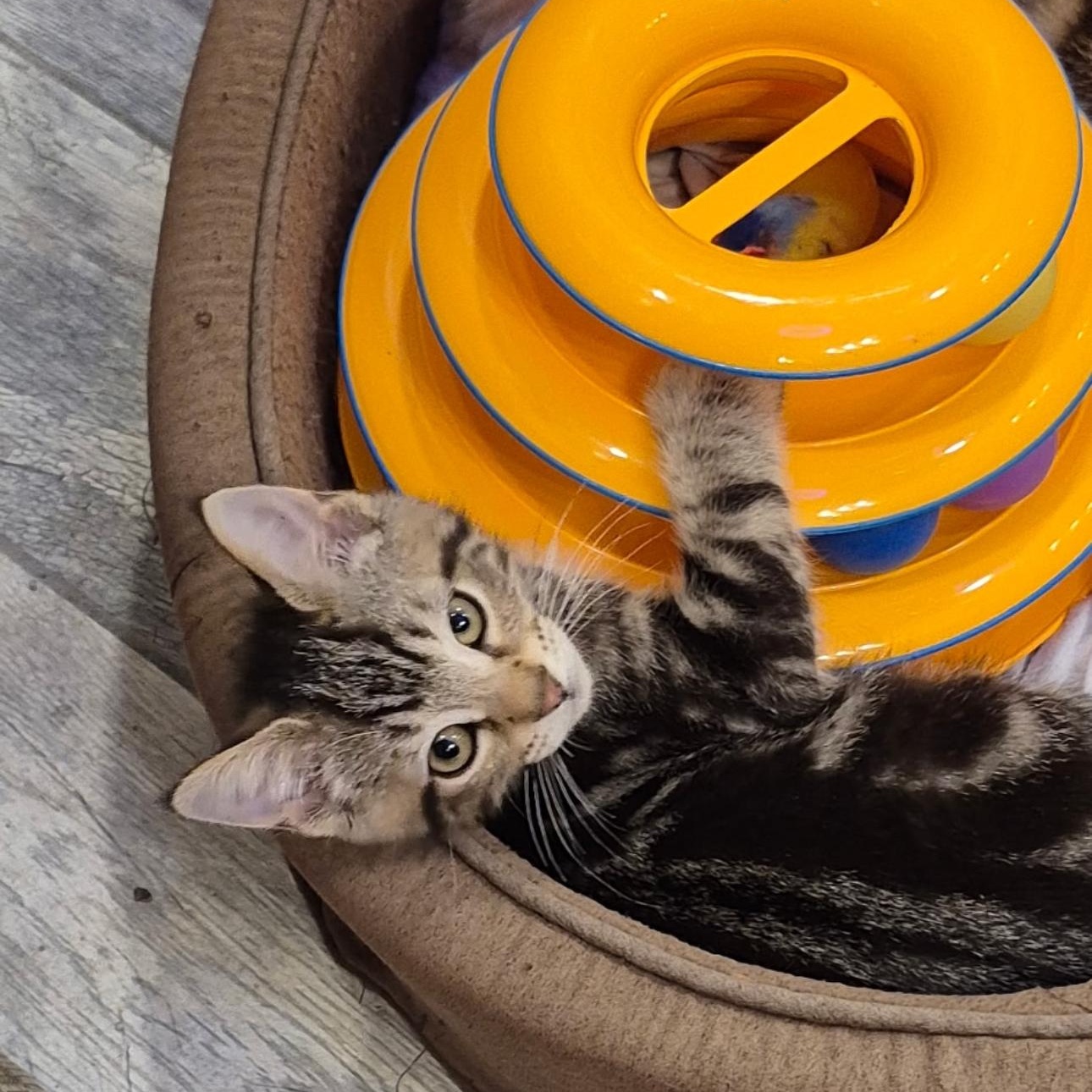 Ruffnut, an adopted Domestic Short Hair in Rochester Hills, MI image 5/5