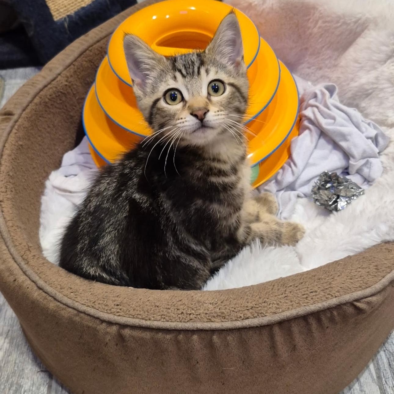 Ruffnut, an adopted Domestic Short Hair in Rochester Hills, MI image 2/5
