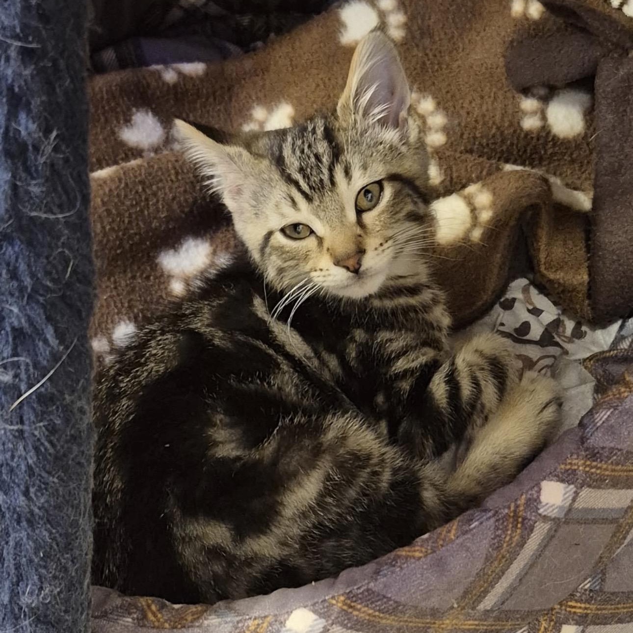 Ruffnut, adopted, Kitten Male Domestic Short Hair.
