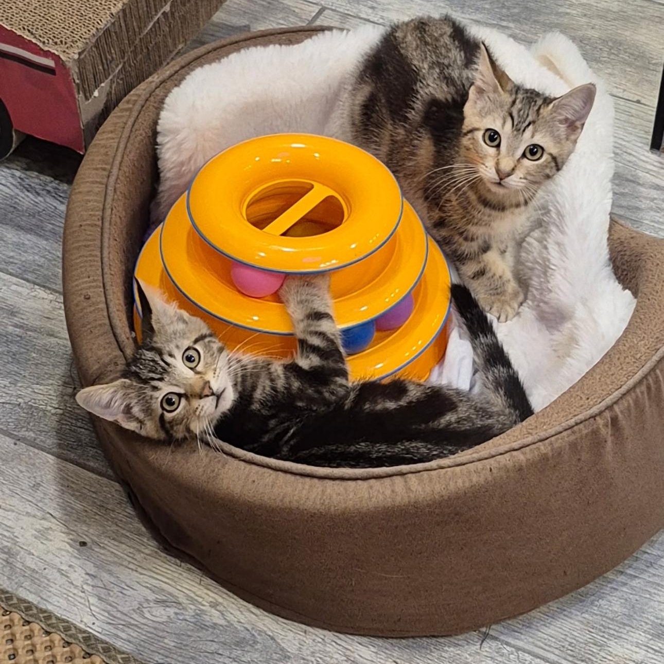 Ruffnut, an adopted Domestic Short Hair in Rochester Hills, MI image 4/5