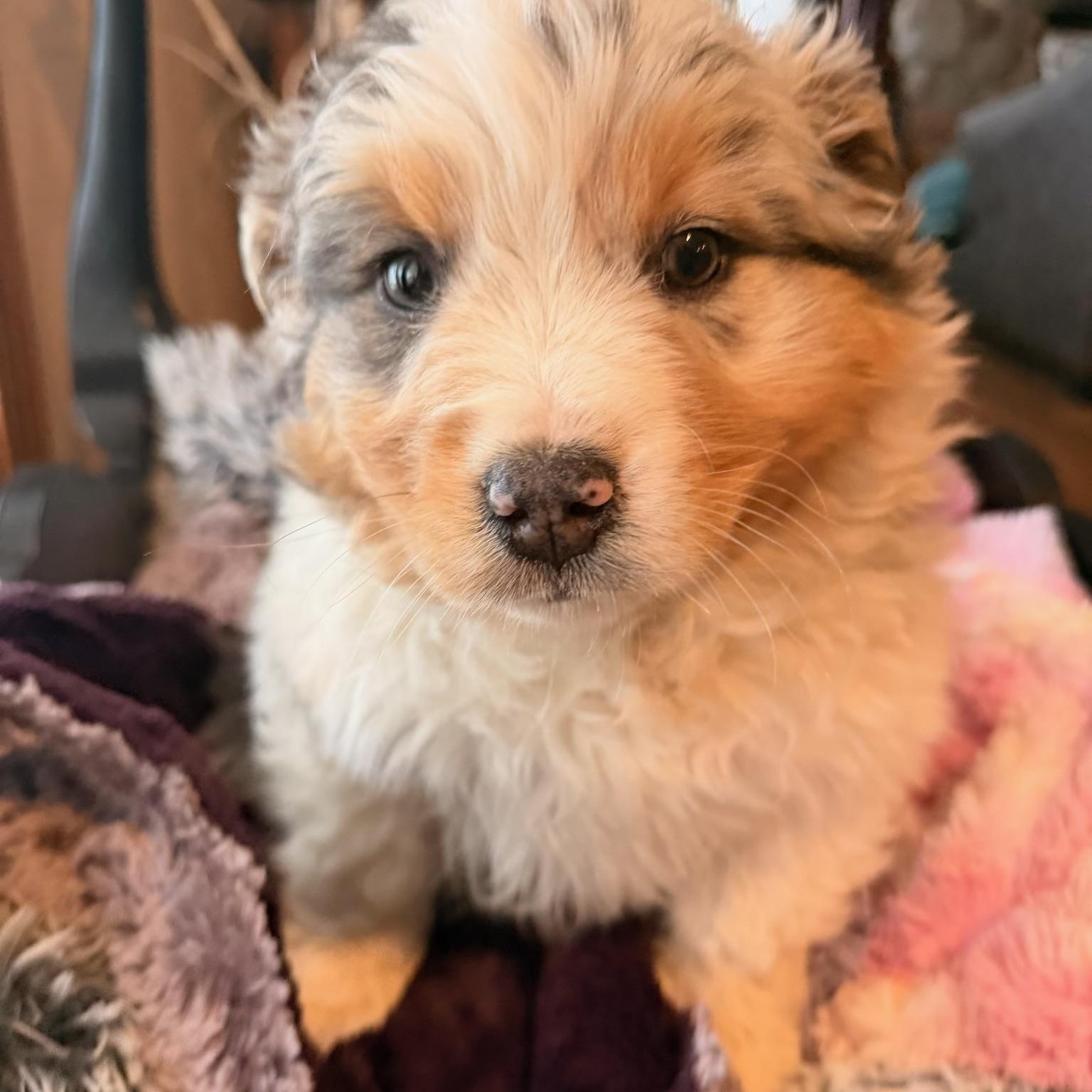 Ranger , ADOPTABLE, Puppy Male Australian Shepherd.