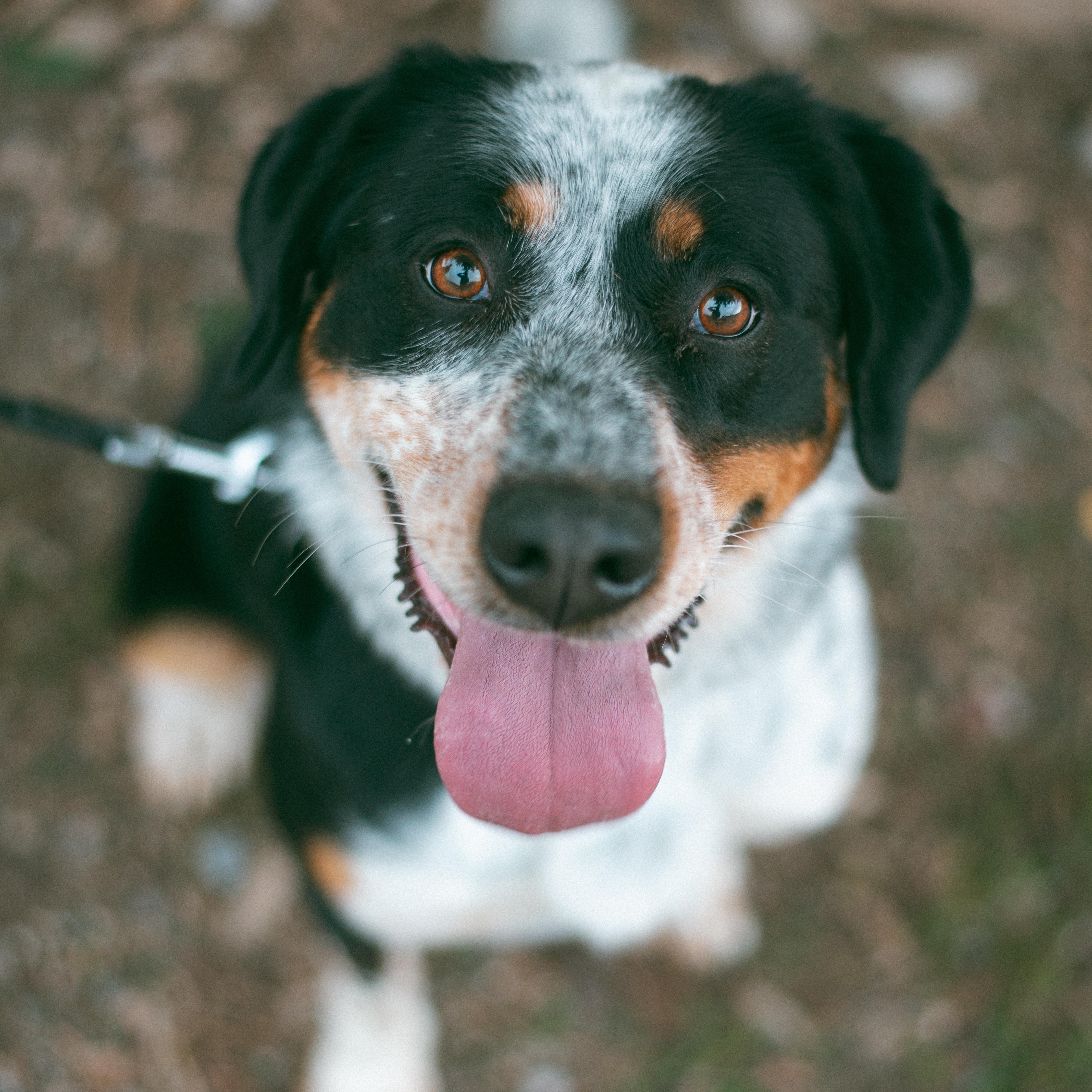 Evie, an adoptable Bernese Mountain Dog, Cattle Dog in Thayne, WY, 83127 | Photo Image 1