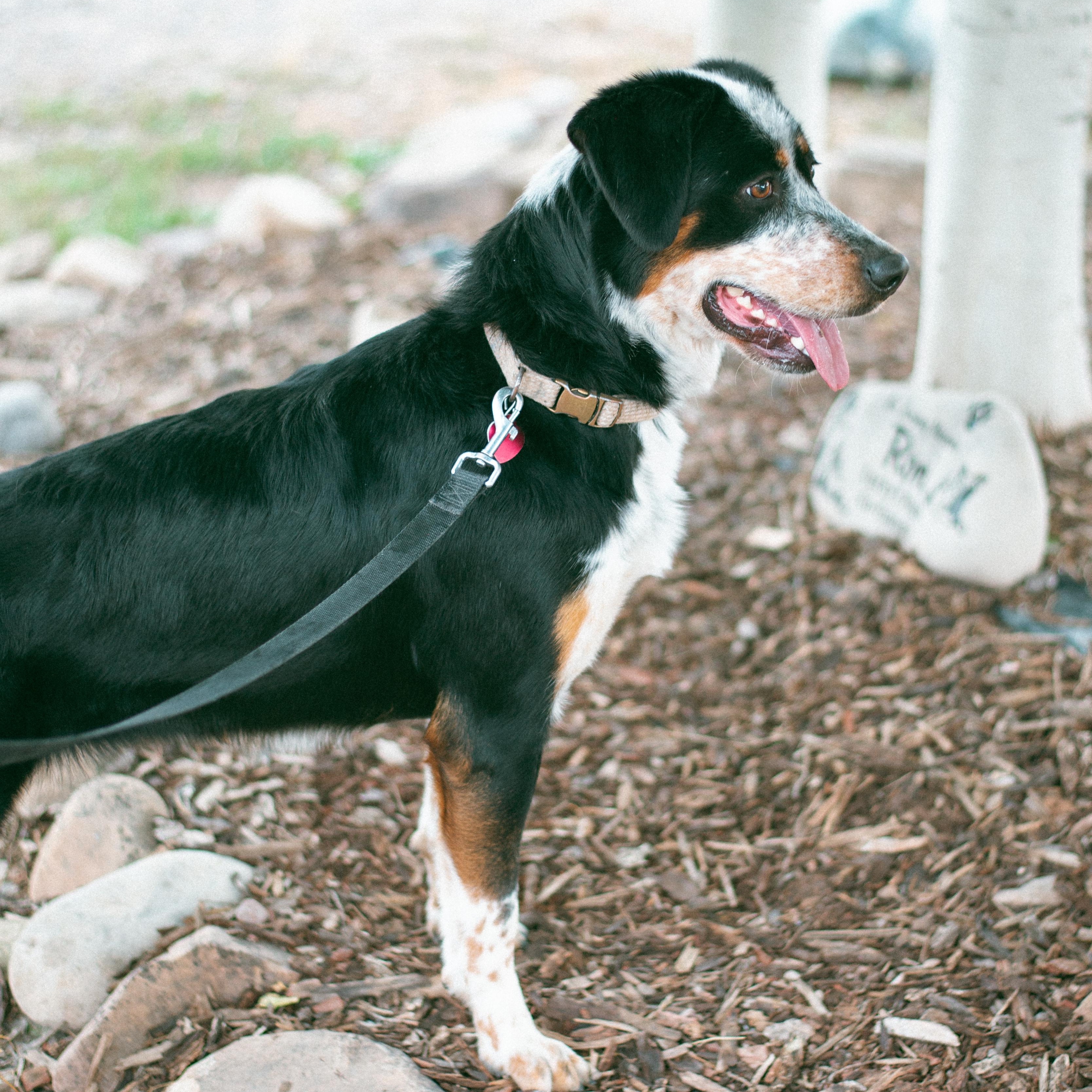 Evie, an adoptable Bernese Mountain Dog, Cattle Dog in Thayne, WY, 83127 | Photo Image 5