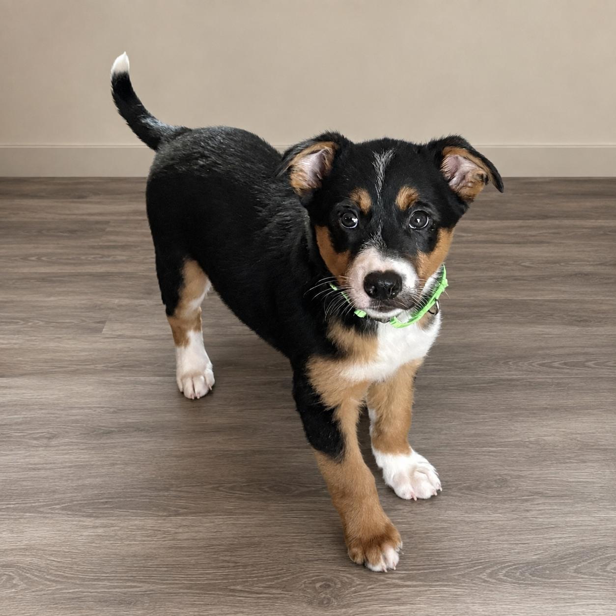Othello, Adoptable, Puppy Male Cattle Dog & Eskimo Dog.