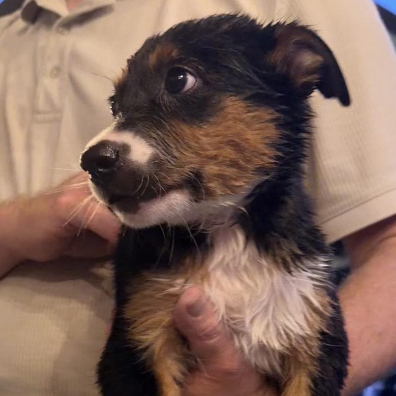 Othello, a Adoptable mixed breed in Hillsborough, NJ image 4/5