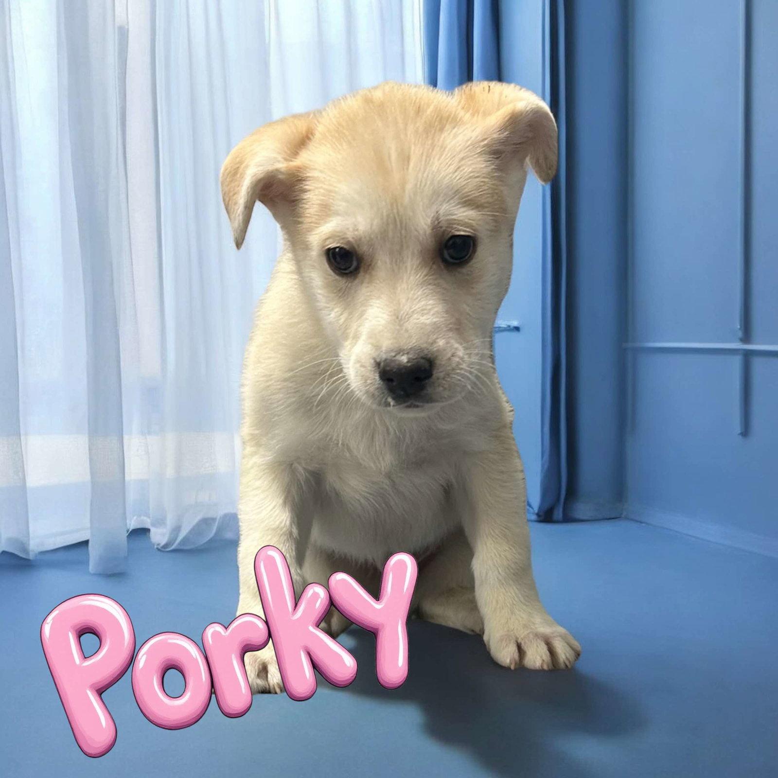 Porky Pig, Adoptable, Young Male Husky.