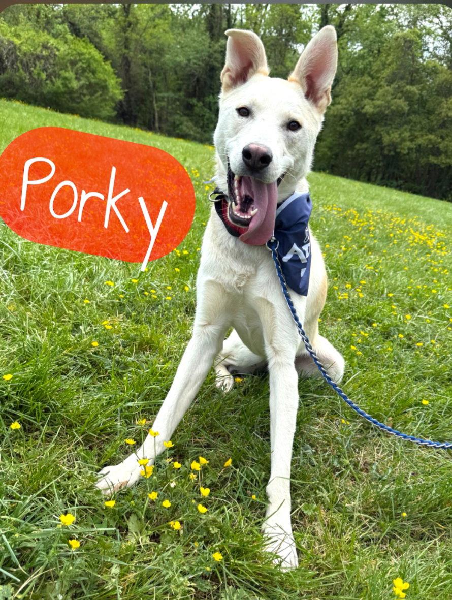 Enlarge Porky Pig, a Adoptable Husky in Hollywood, MD image 2/3