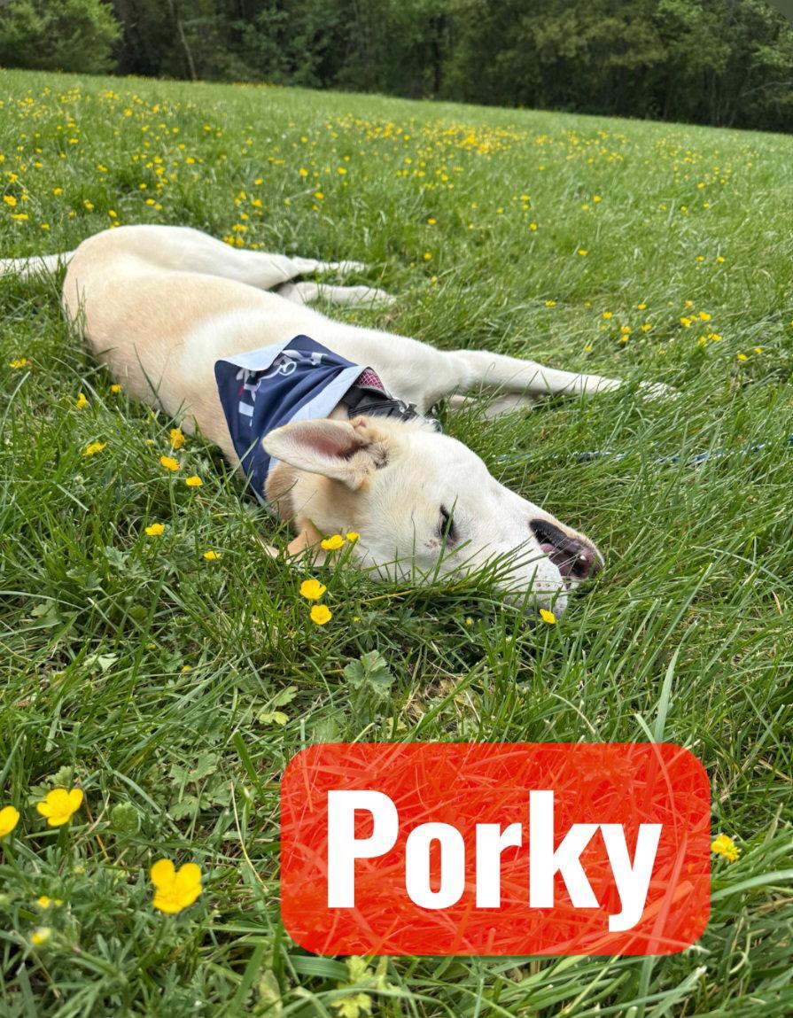 Enlarge Porky Pig, a Adoptable Husky in Hollywood, MD image 3/3