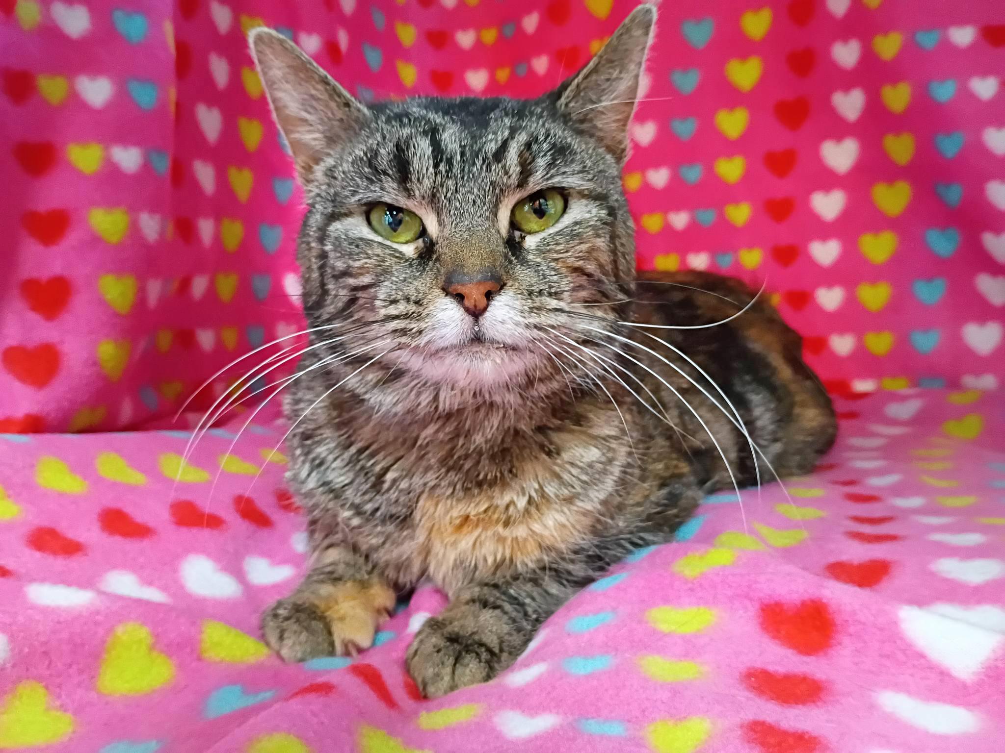 Carolina, a ADOPTABLE Domestic Short Hair in Morgantown, WV image 6/6