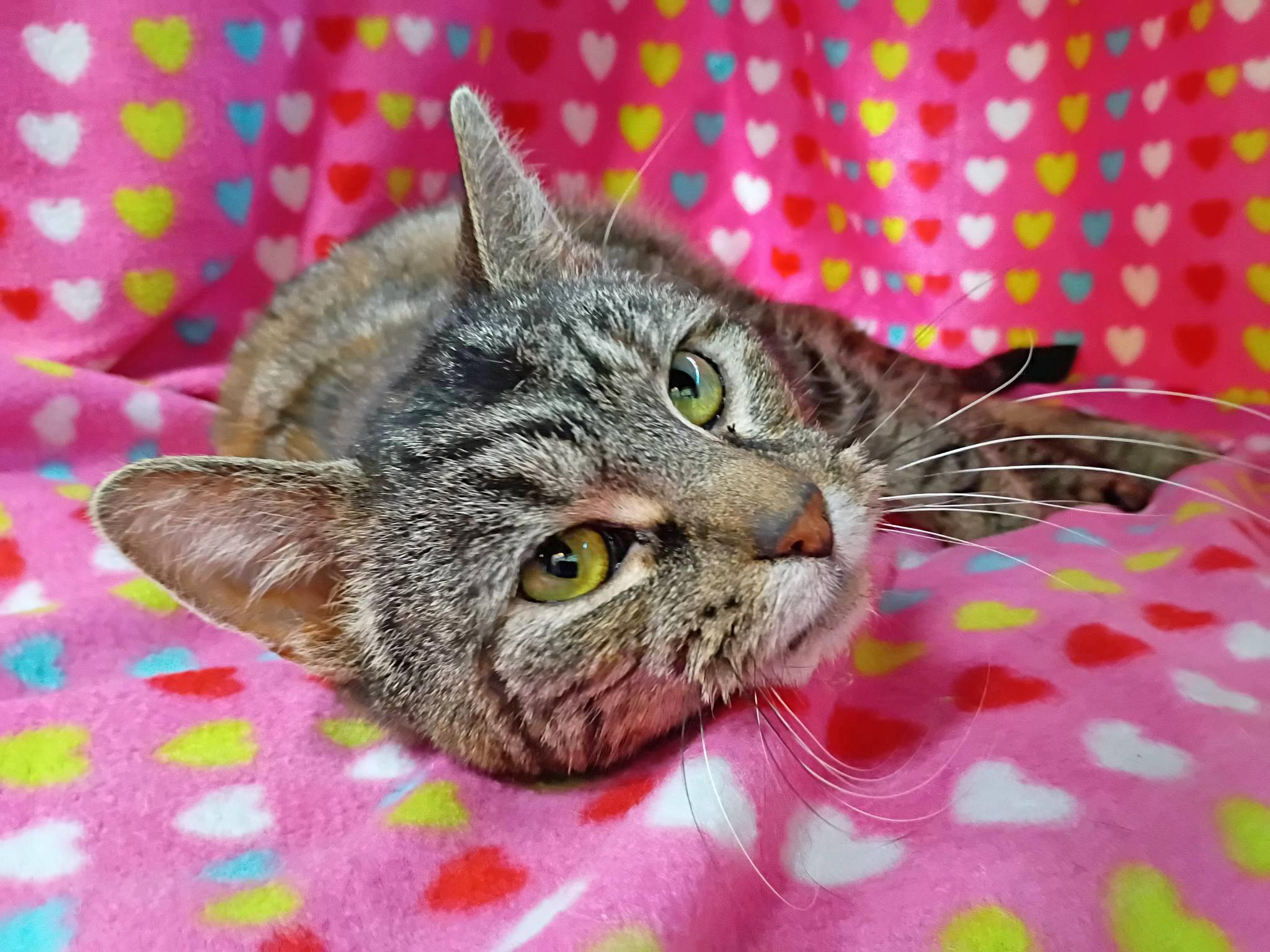 Carolina, a ADOPTABLE Domestic Short Hair in Morgantown, WV image 4/6