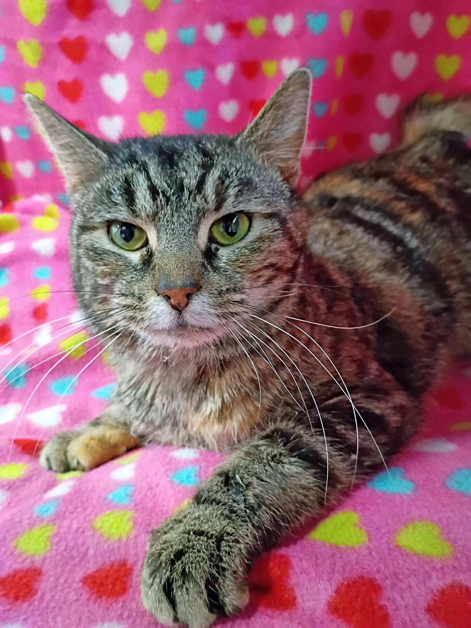 Carolina, ADOPTABLE, Young Female Domestic Short Hair.