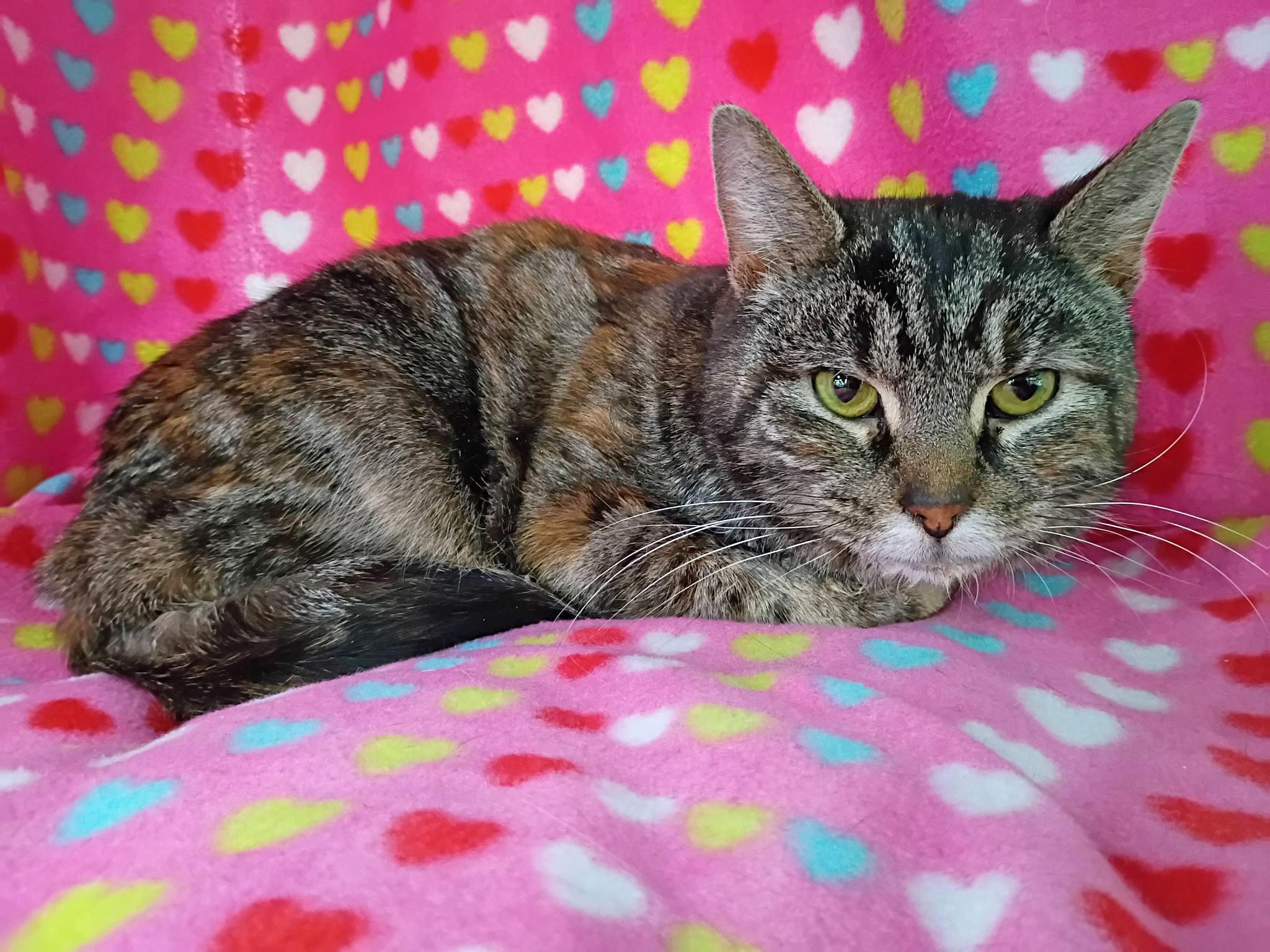 Carolina, a ADOPTABLE Domestic Short Hair in Morgantown, WV image 5/6