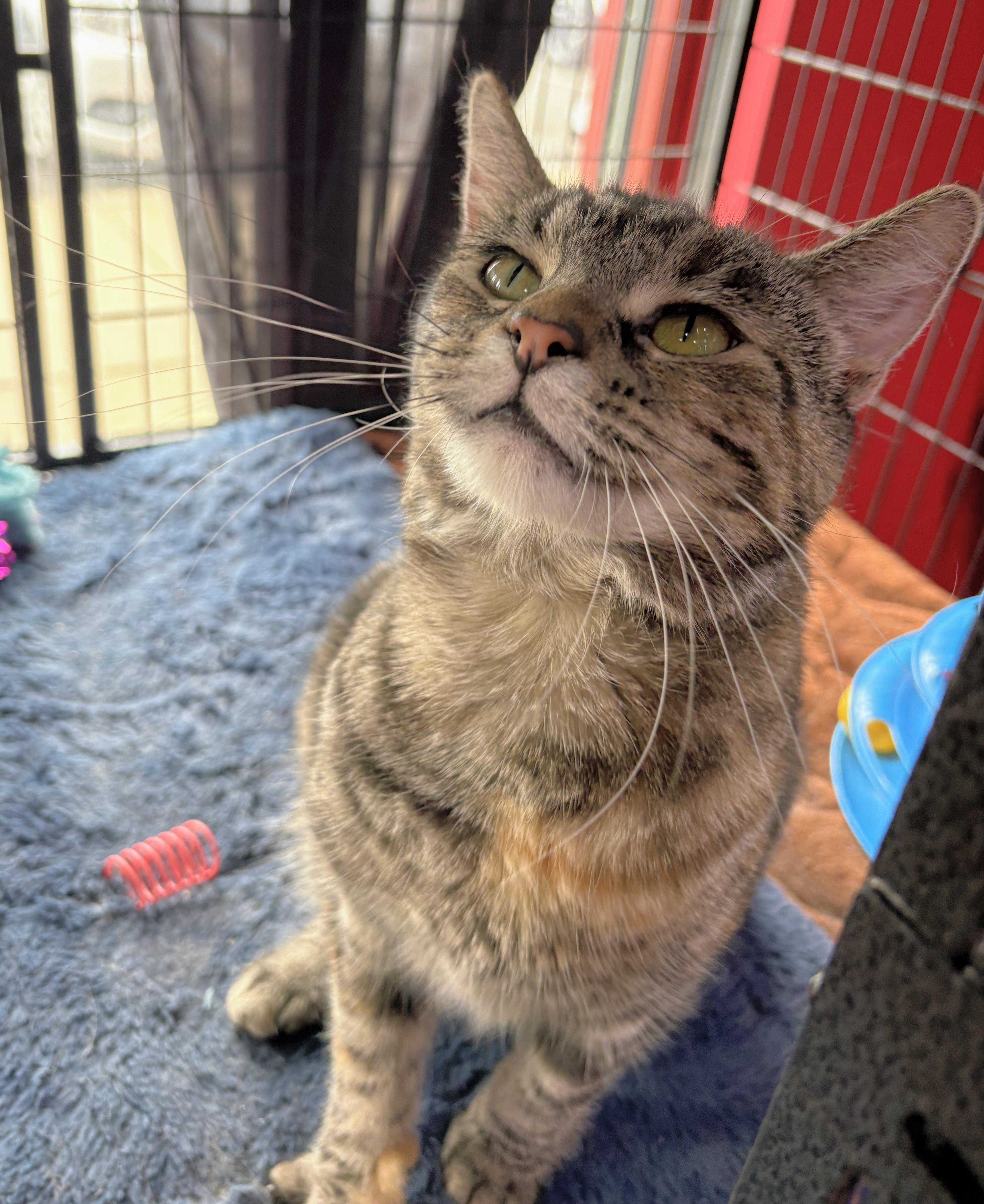Carolina, ADOPTABLE, Young Female Domestic Short Hair.