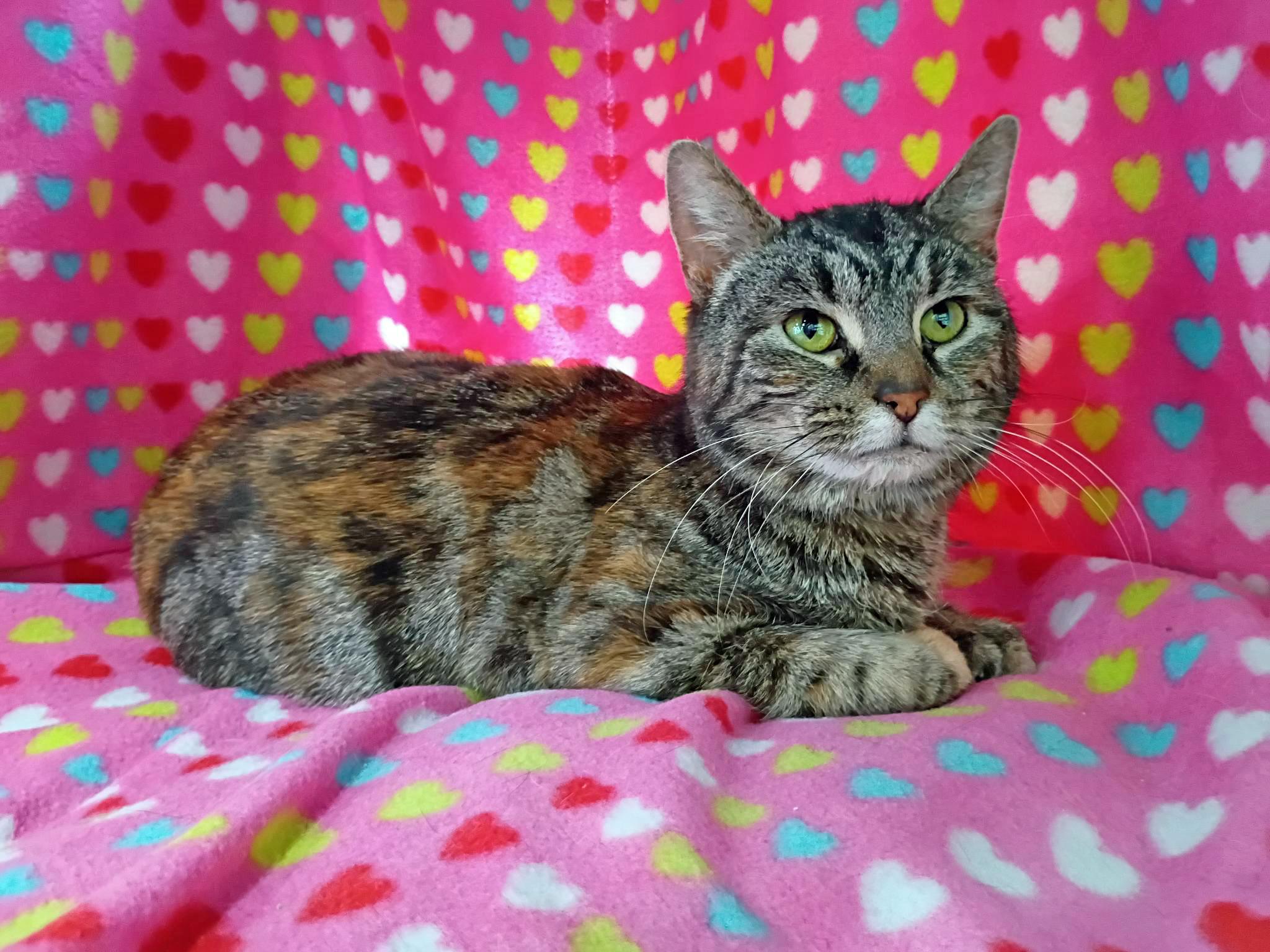 Carolina, a ADOPTABLE Domestic Short Hair in Morgantown, WV image 2/6