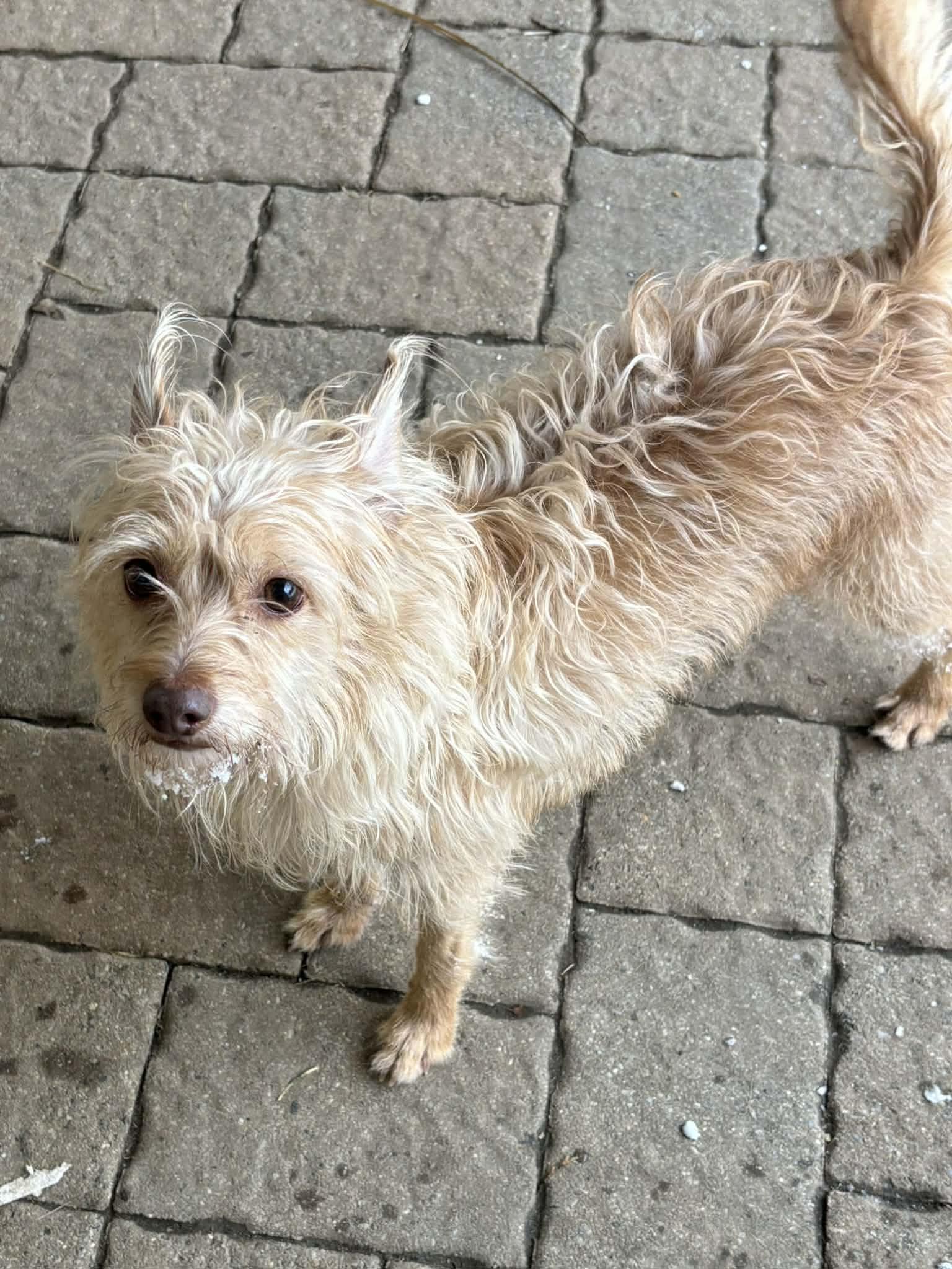 Toby - CT, ADOPTABLE, Adult Male Terrier.