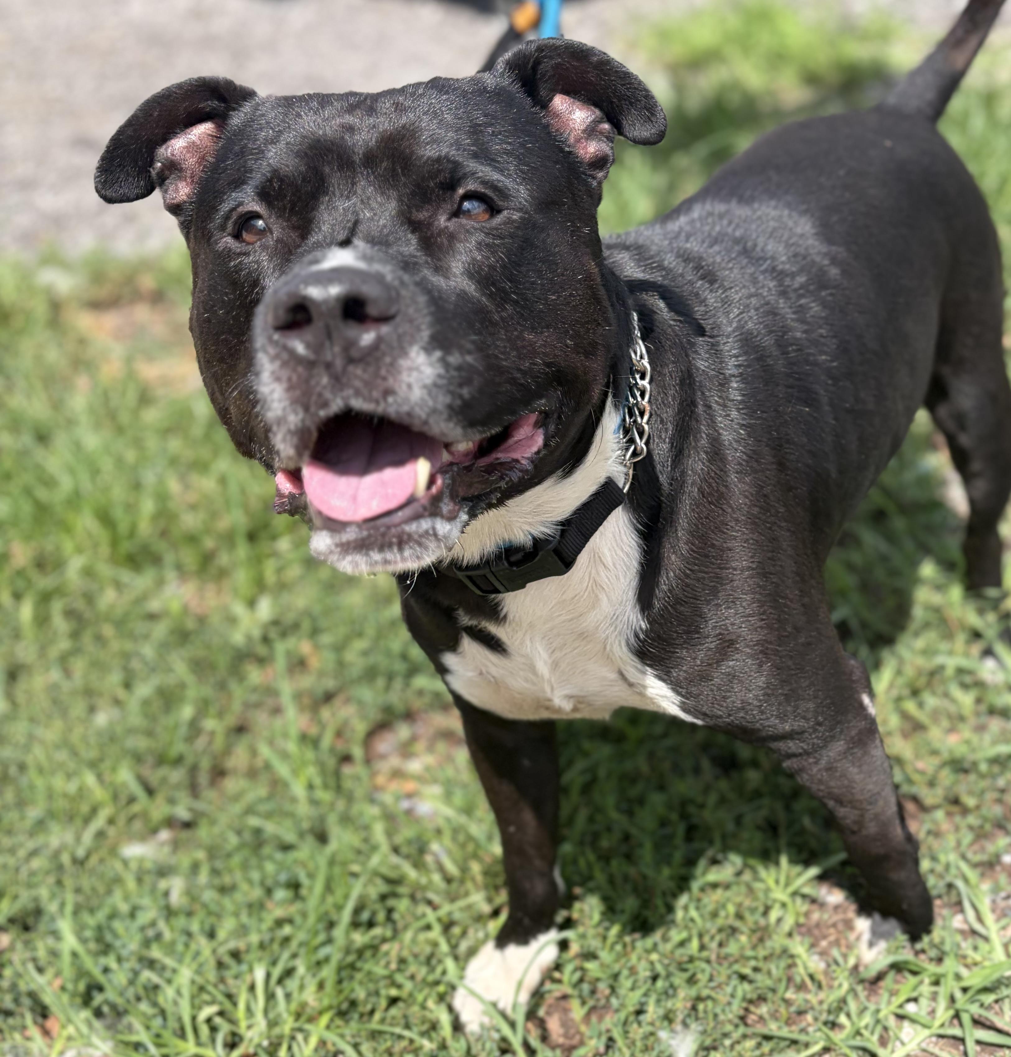 Bubba, a ADOPTABLE Mixed Breed in McKeesport, PA image 2/6