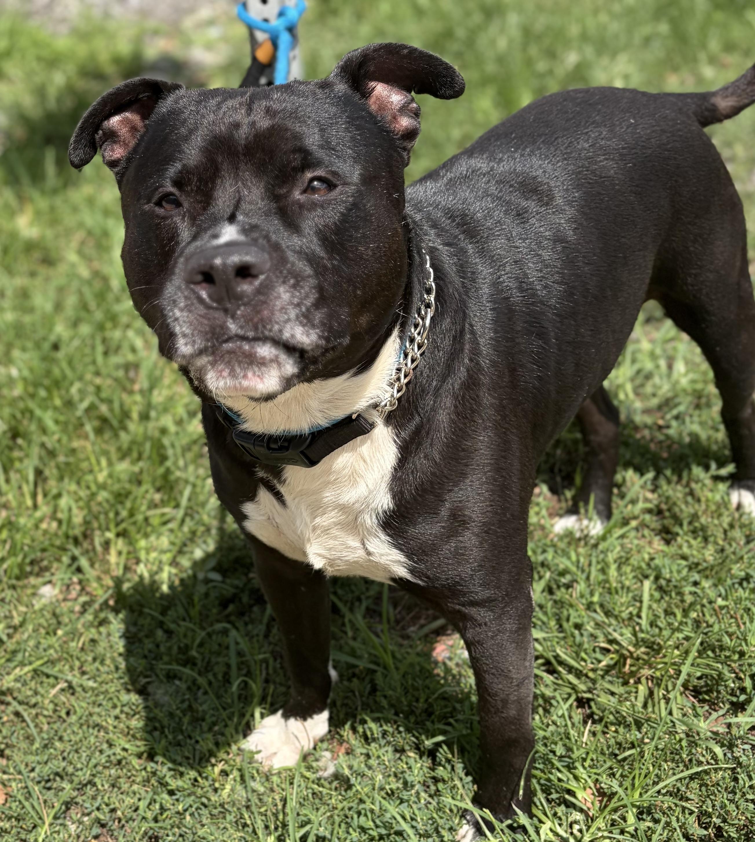 Bubba, a ADOPTABLE Mixed Breed in McKeesport, PA image 3/6