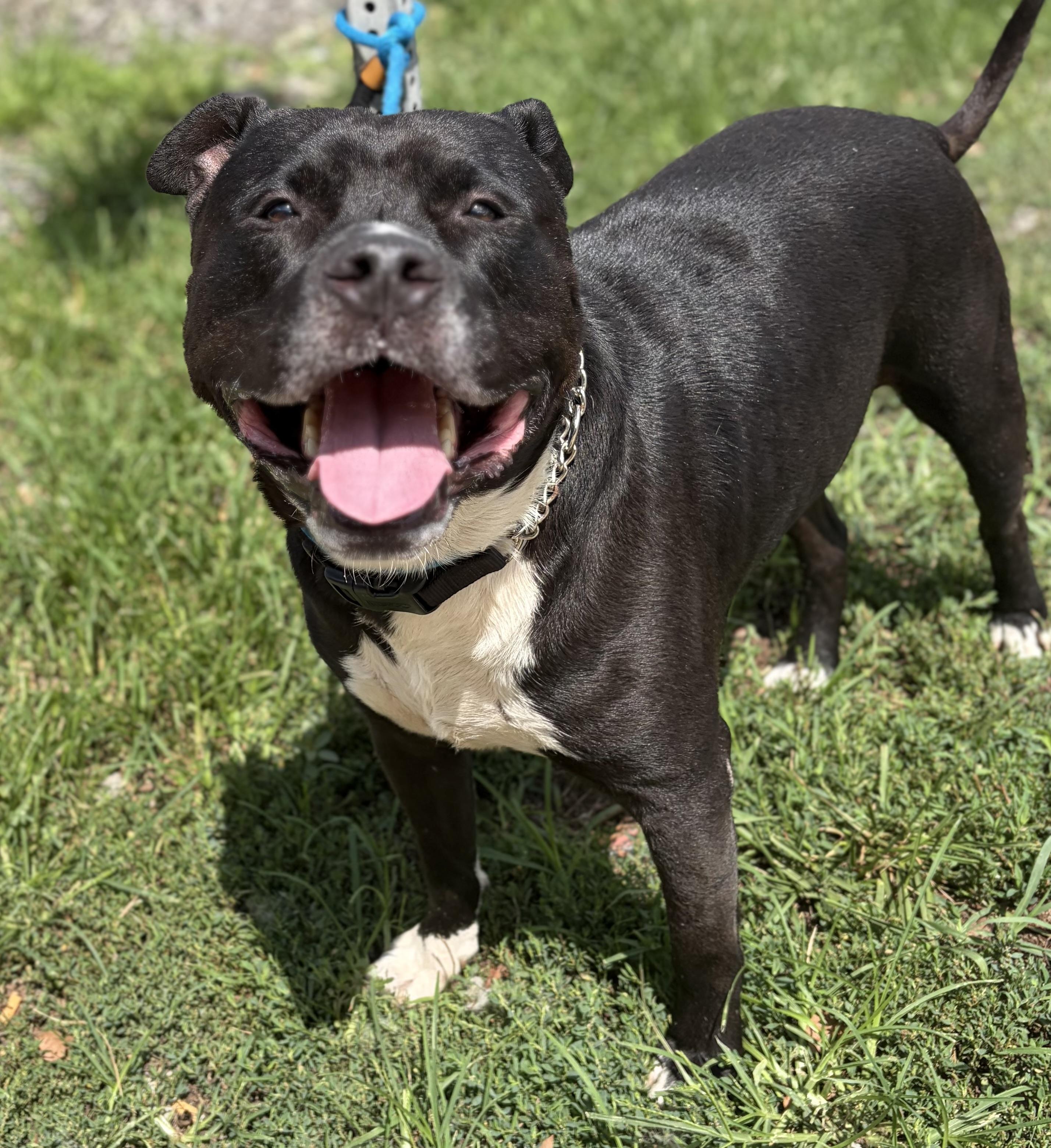 Bubba, ADOPTABLE, Adult Male Mixed Breed.