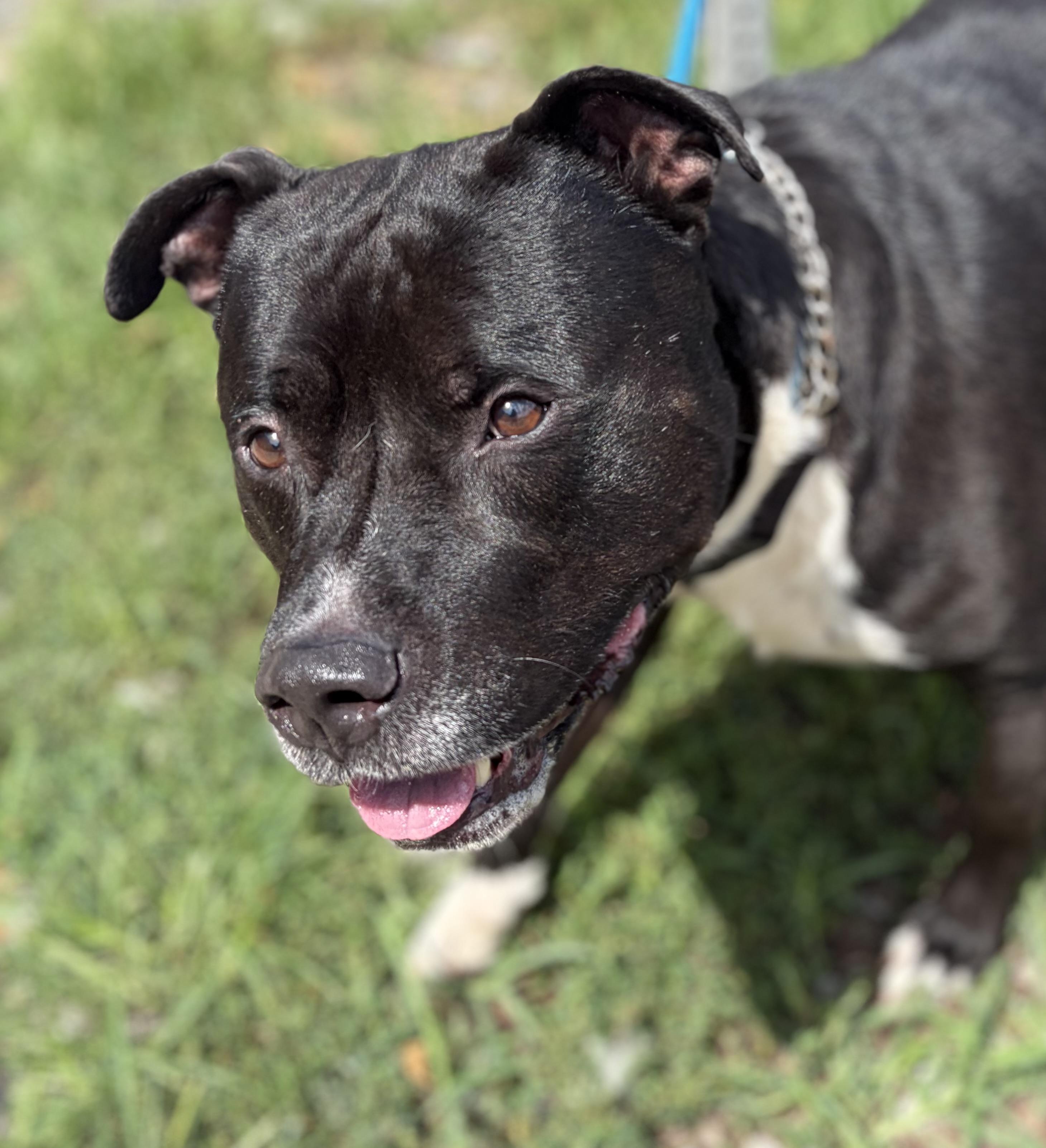Bubba, a ADOPTABLE Mixed Breed in McKeesport, PA image 6/6