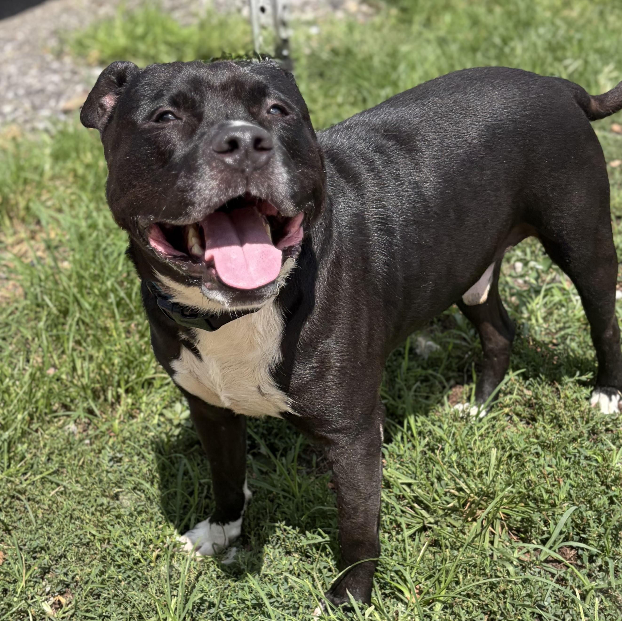 Bubba, a ADOPTABLE Mixed Breed in McKeesport, PA image 4/6