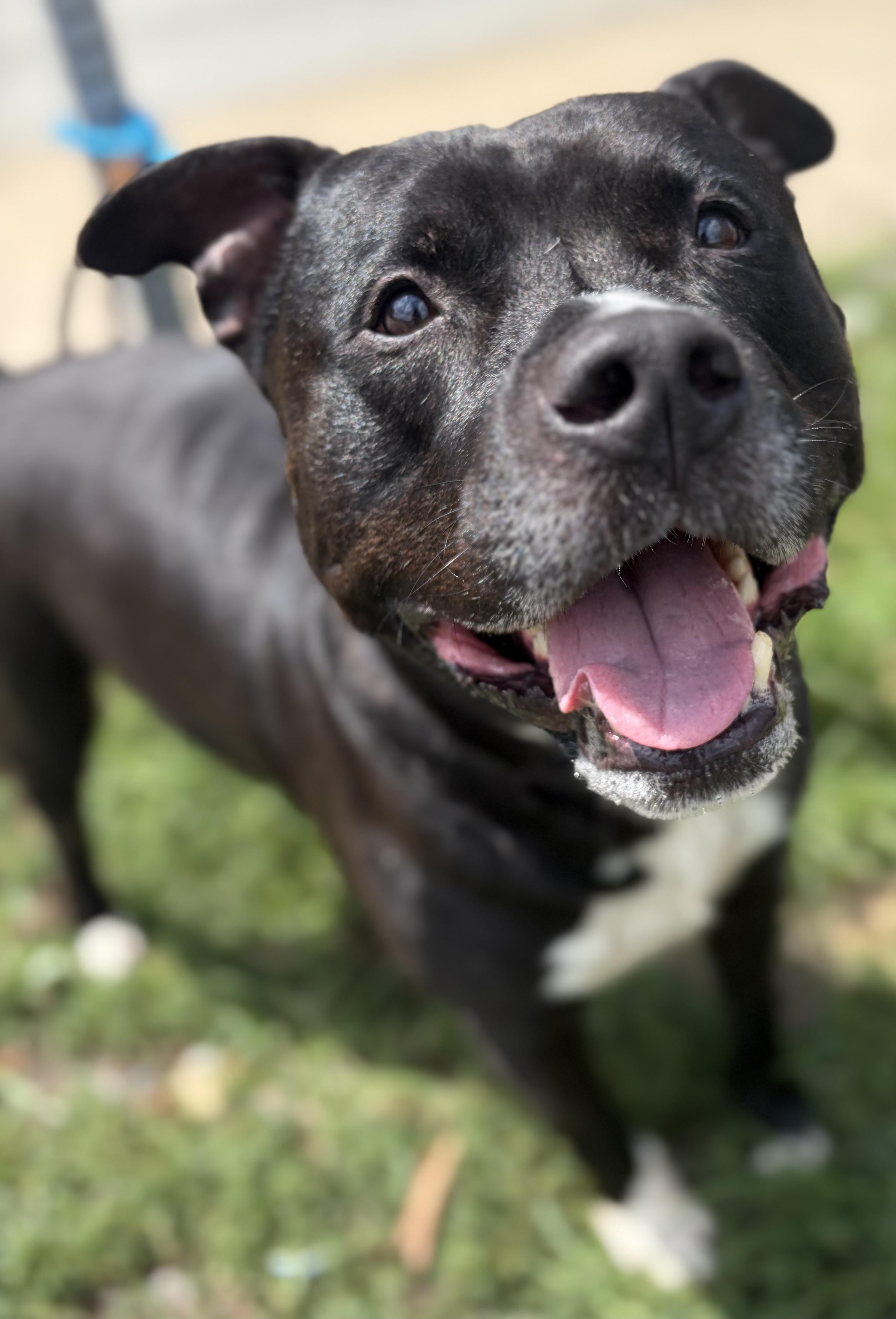 Bubba, a ADOPTABLE Mixed Breed in McKeesport, PA image 5/6