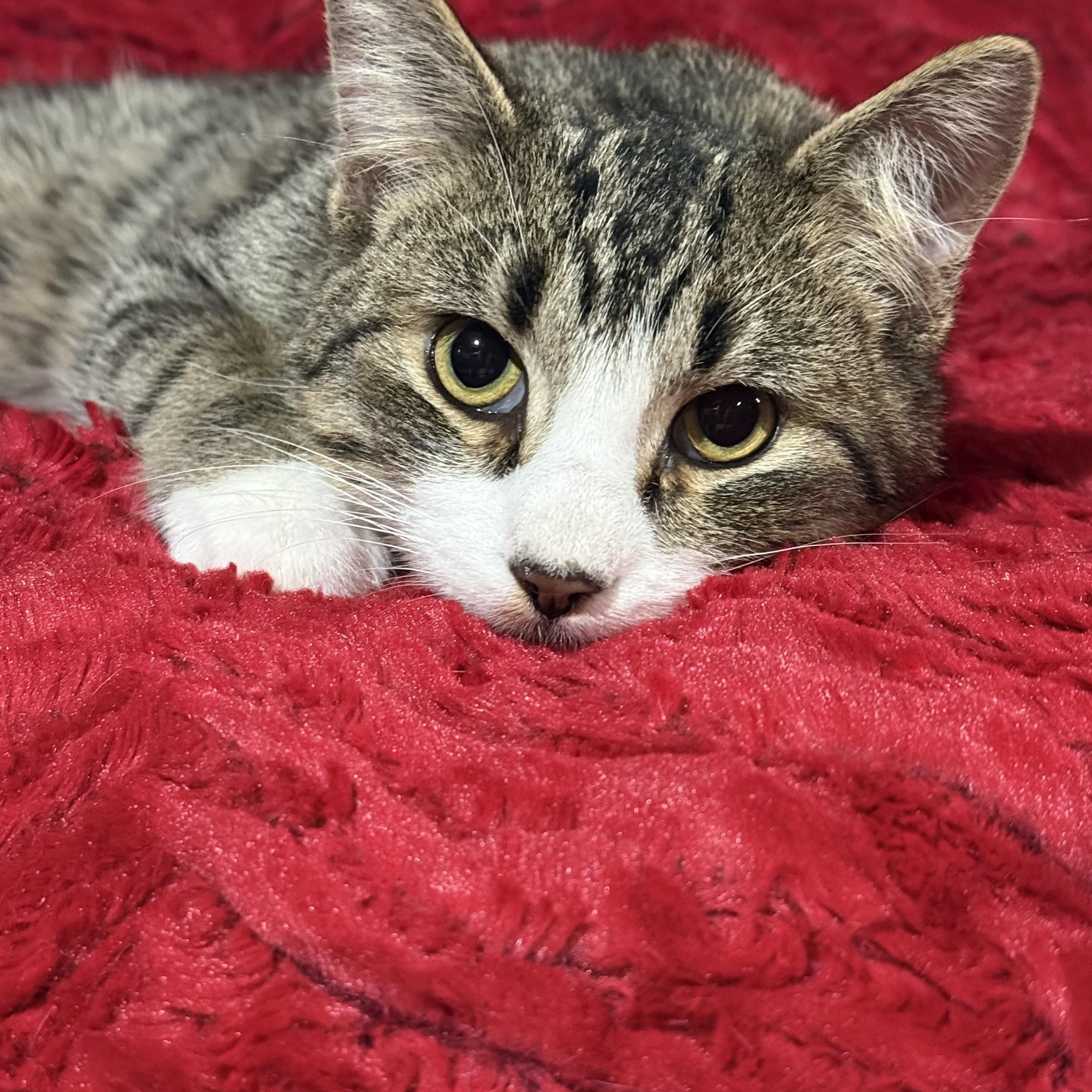 Enlarge Rico Suavé, a Adoptable Domestic Medium Hair in Jackson, MN image 2/6