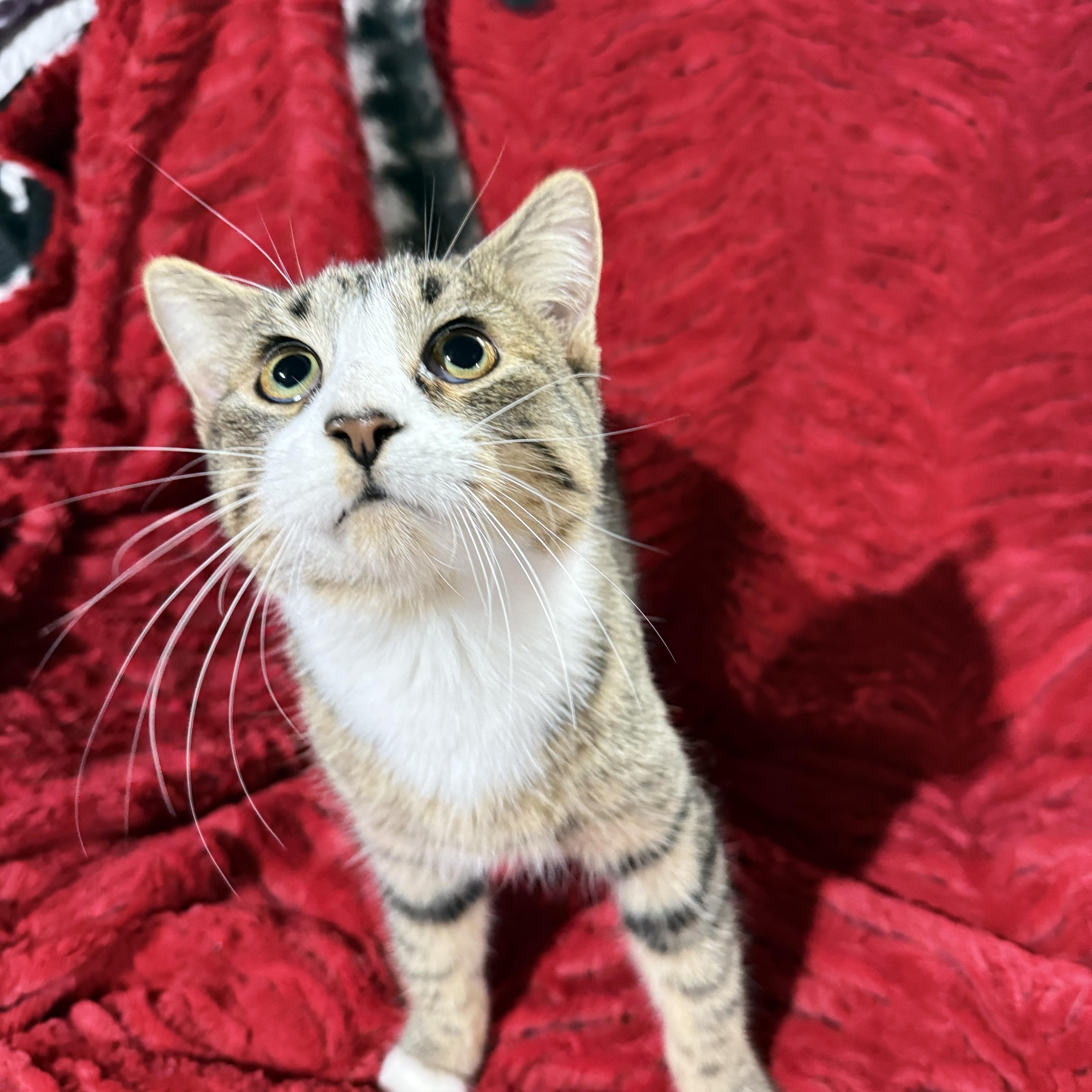 Enlarge Rico Suavé, a Adoptable Domestic Medium Hair in Jackson, MN image 4/6