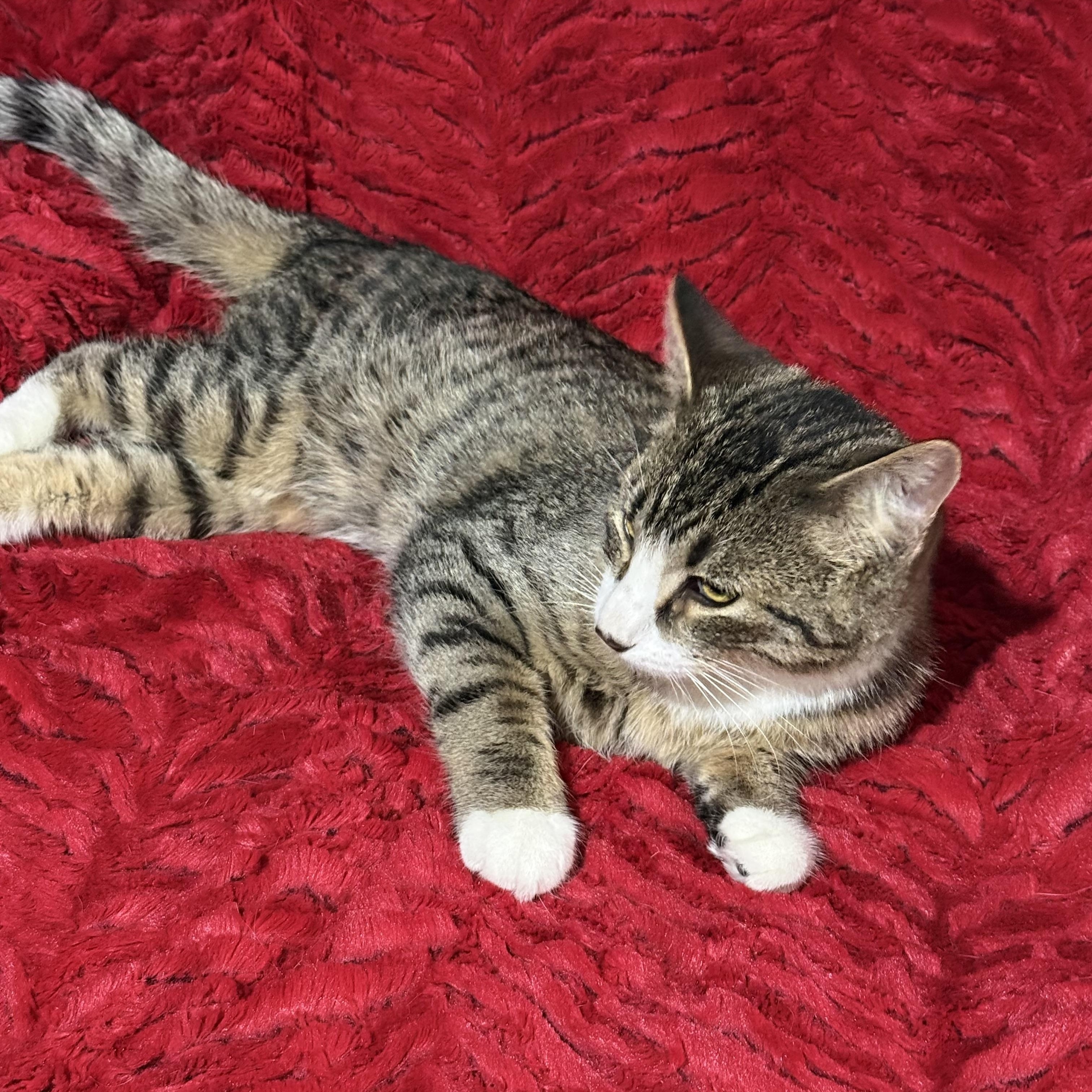 Enlarge Rico Suavé, a Adoptable Domestic Medium Hair in Jackson, MN image 6/6