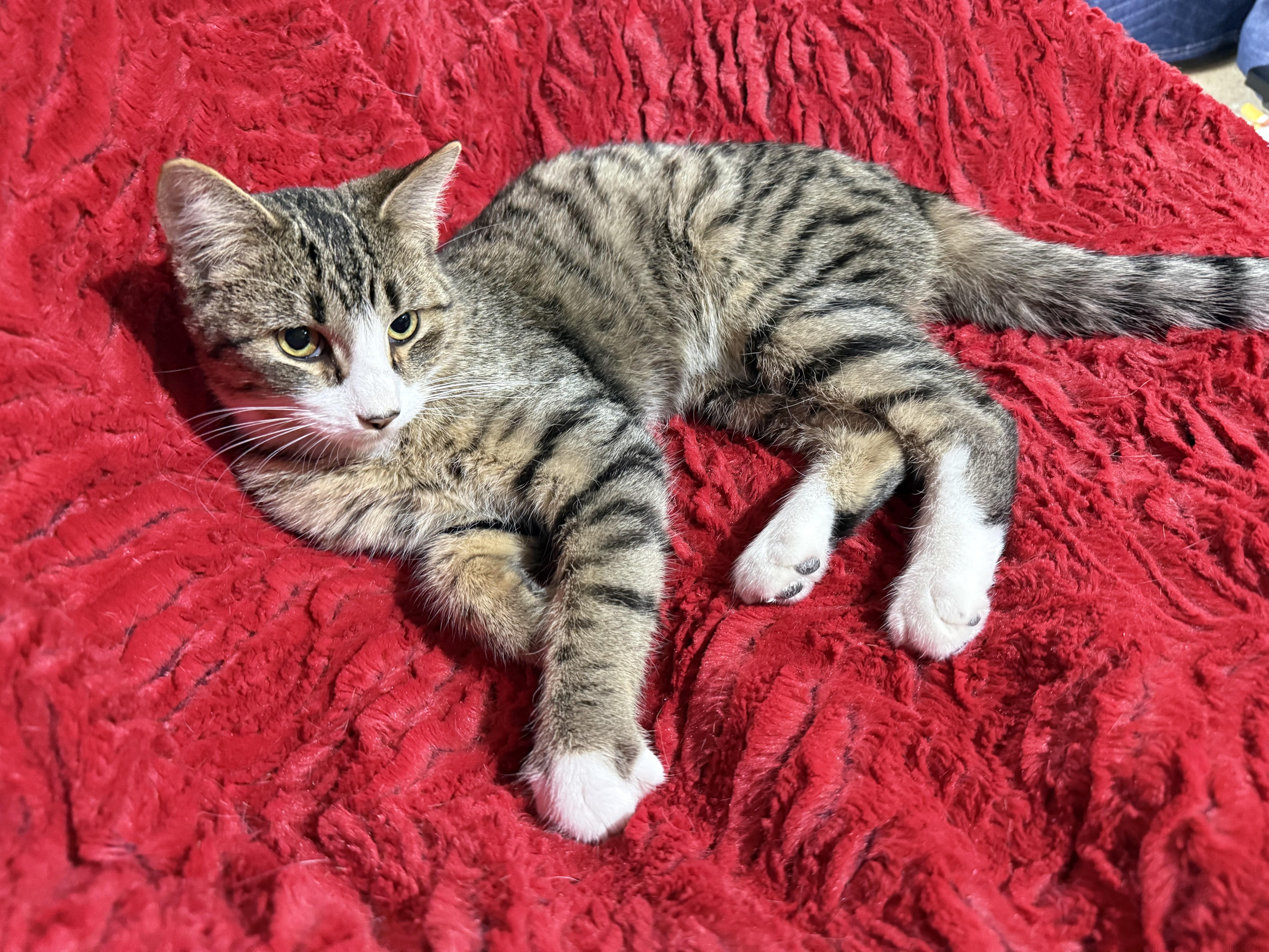 Enlarge Rico Suavé, a Adoptable Domestic Medium Hair in Jackson, MN image 3/6