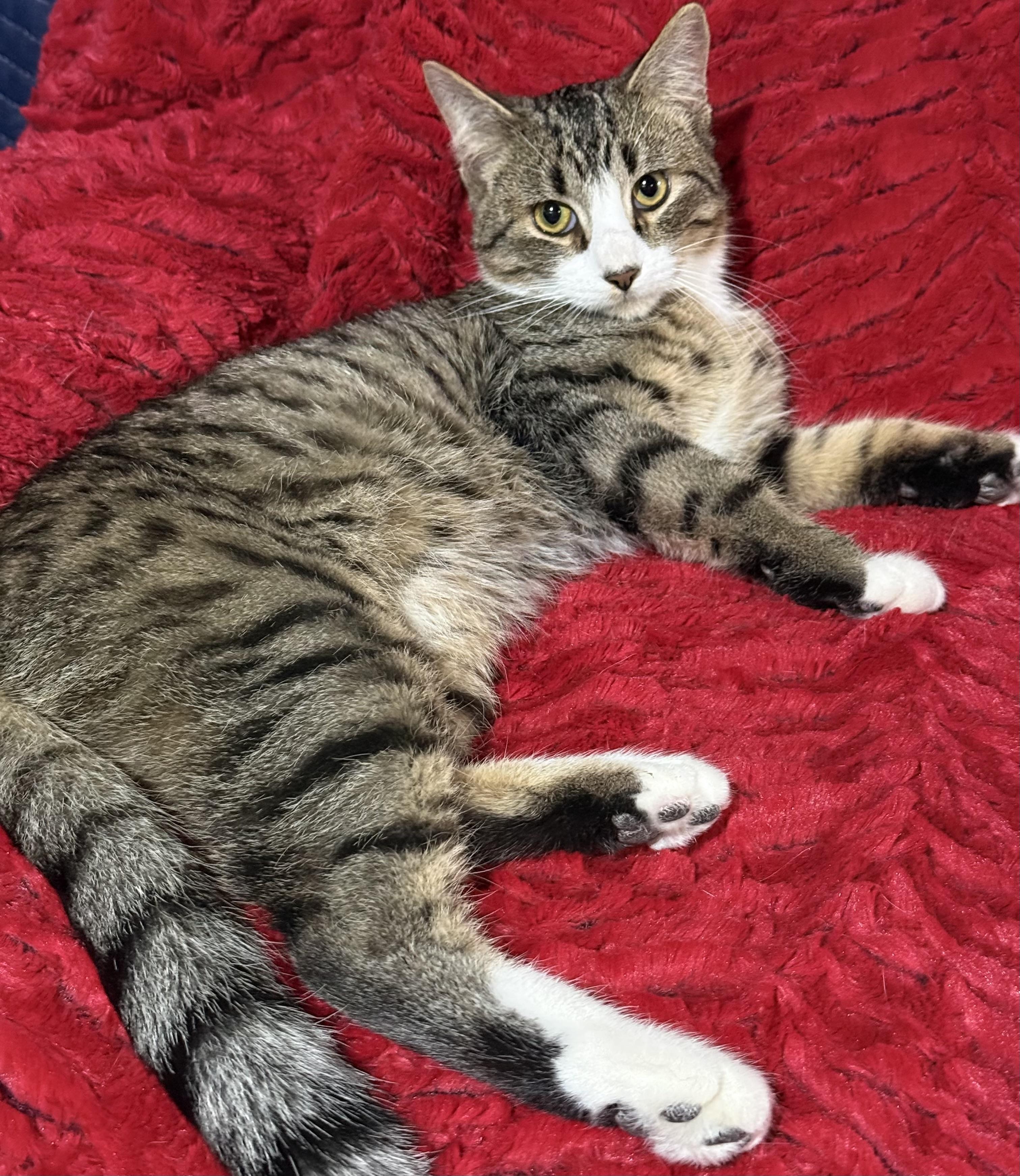 Rico Suavé, Adoptable, Young Male Domestic Medium Hair.