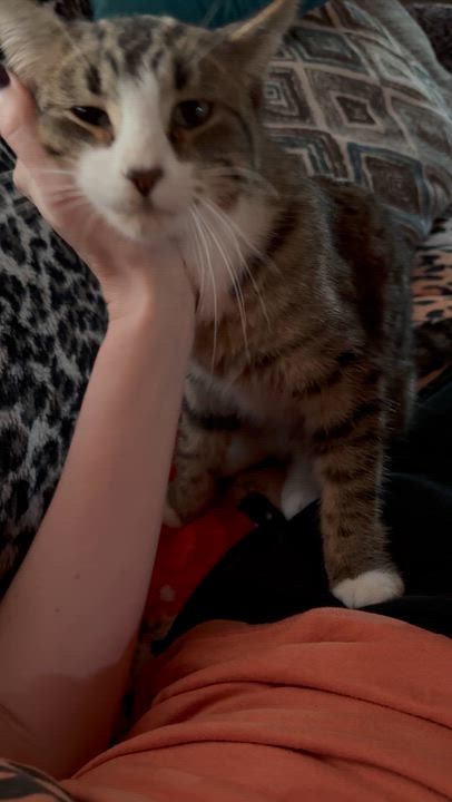 Enlarge Rico Suavé, a Adoptable Domestic Medium Hair in Jackson, MN video 5/6