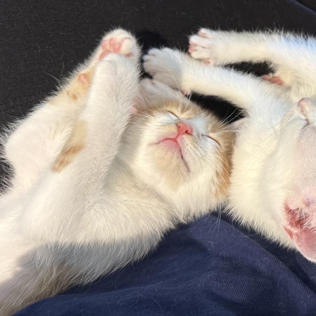 Maximillian, Adoptable, Kitten Male Domestic Short Hair.